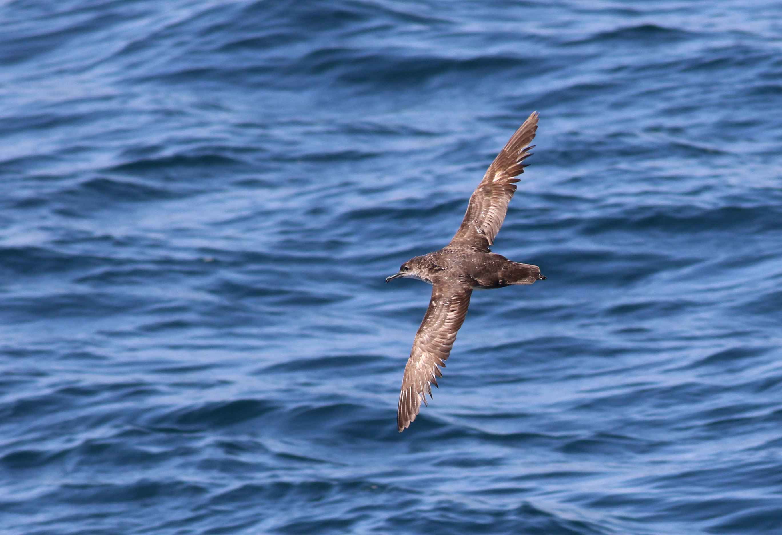 Yelkouan Shearwater
