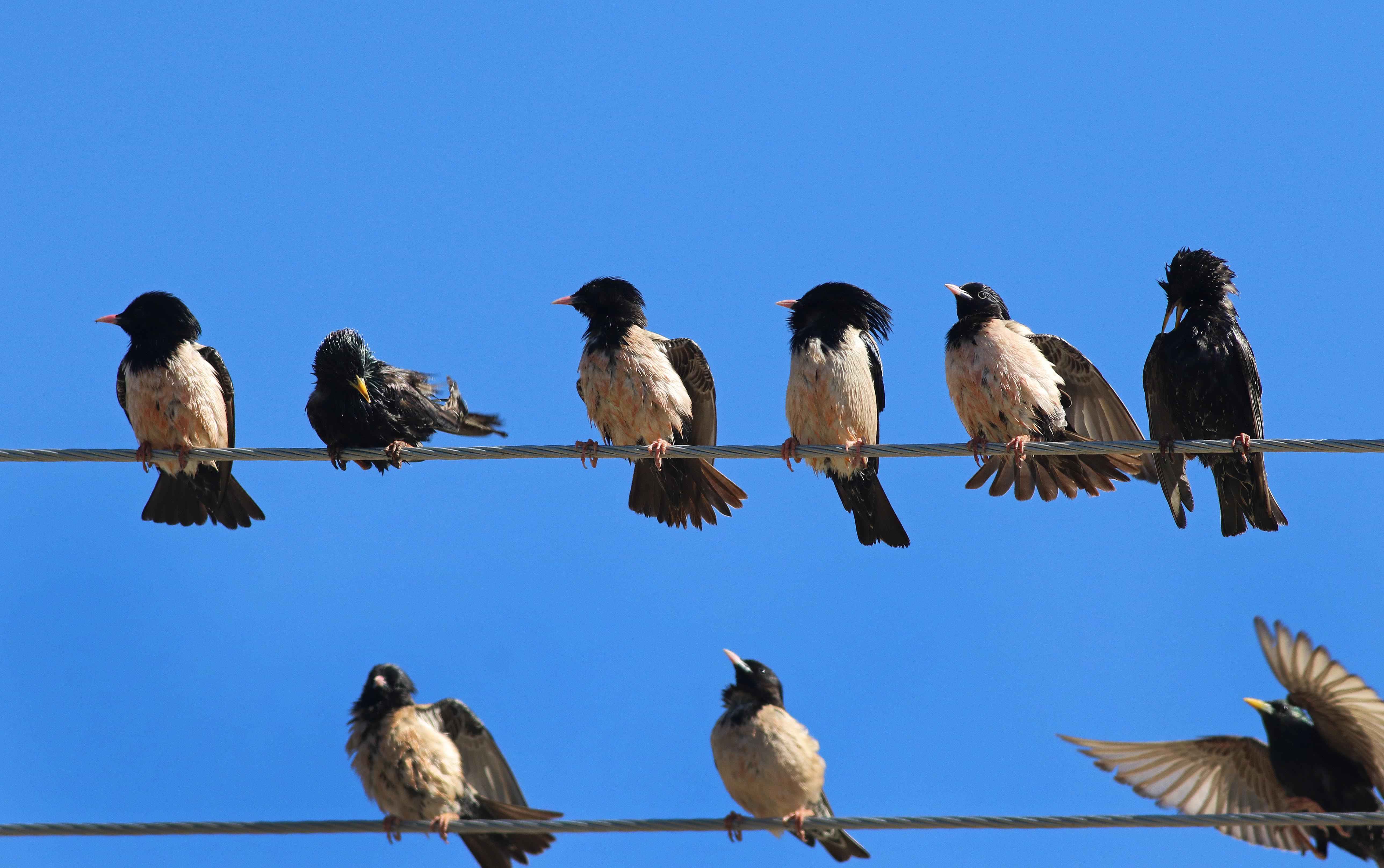 Rosy Starling