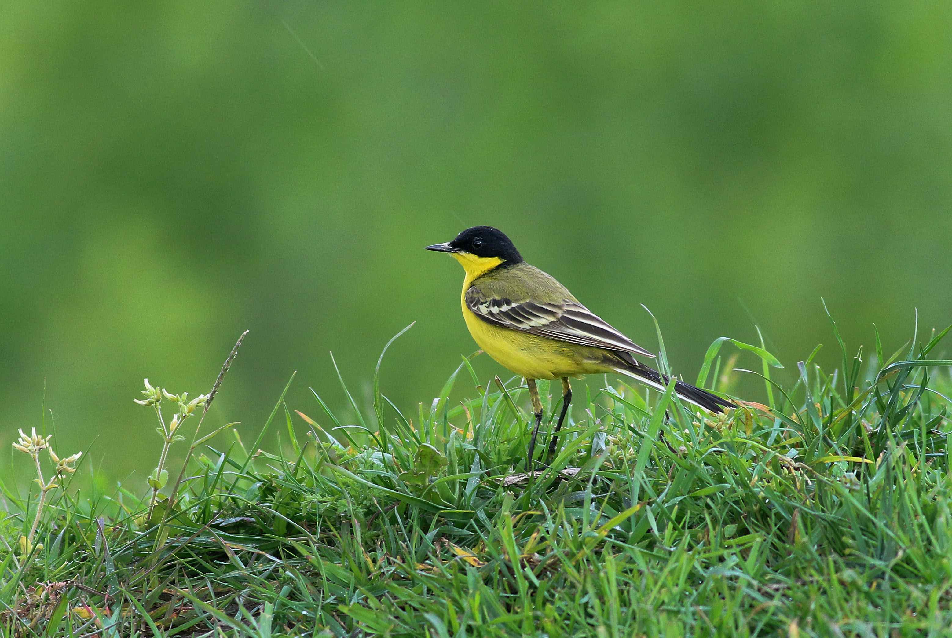 Western Yellow Wagtail
