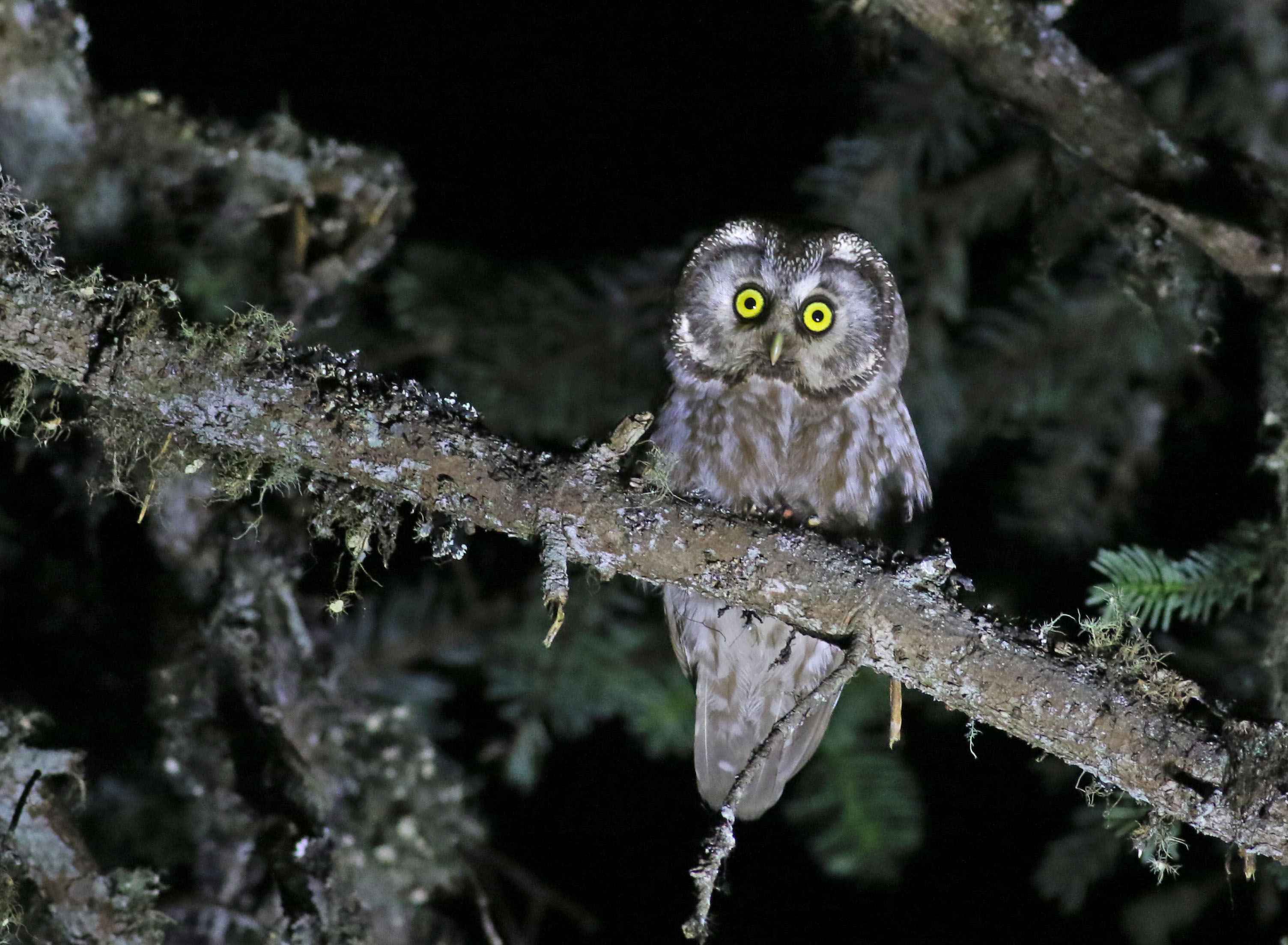 Boreal Owl