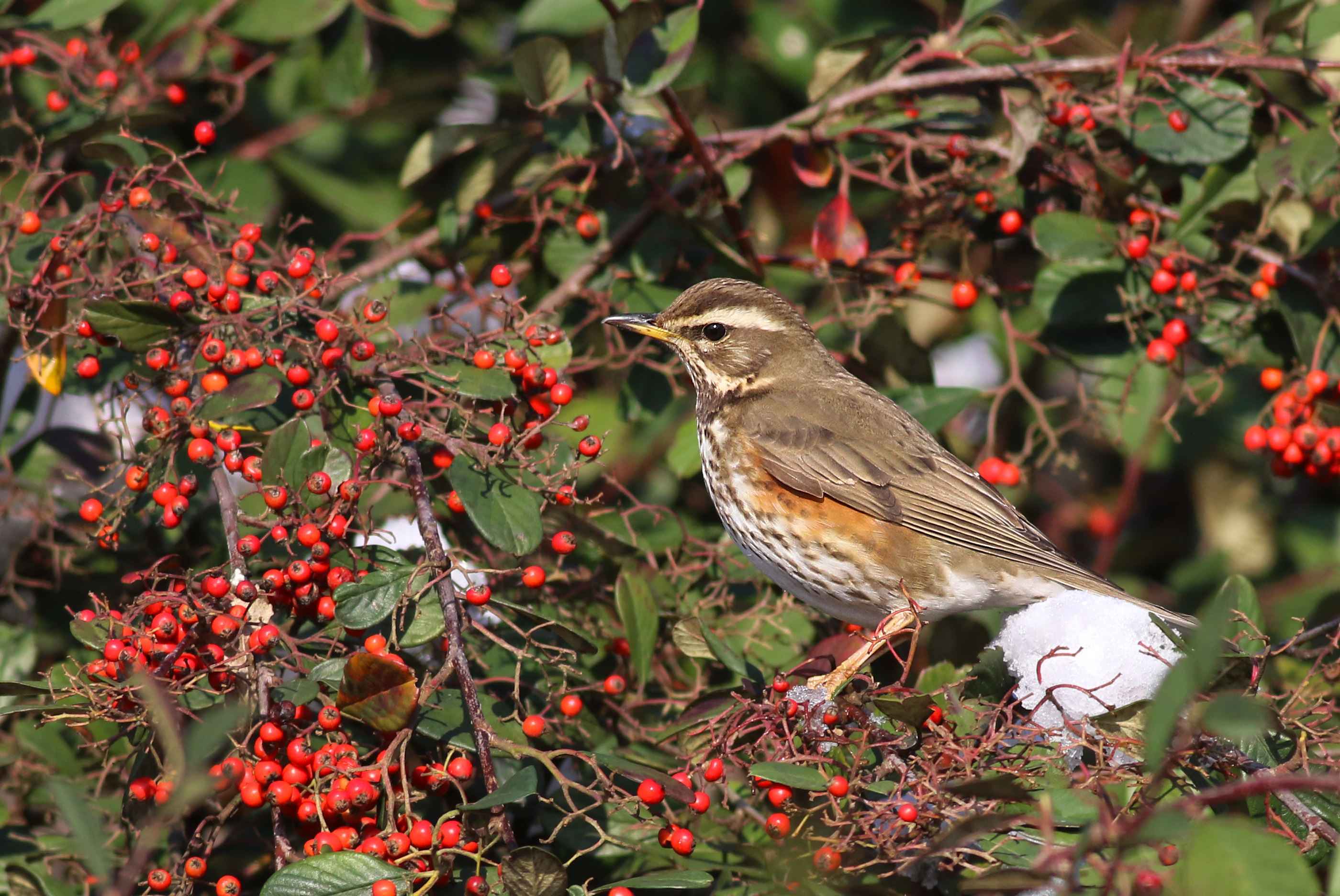 Redwing