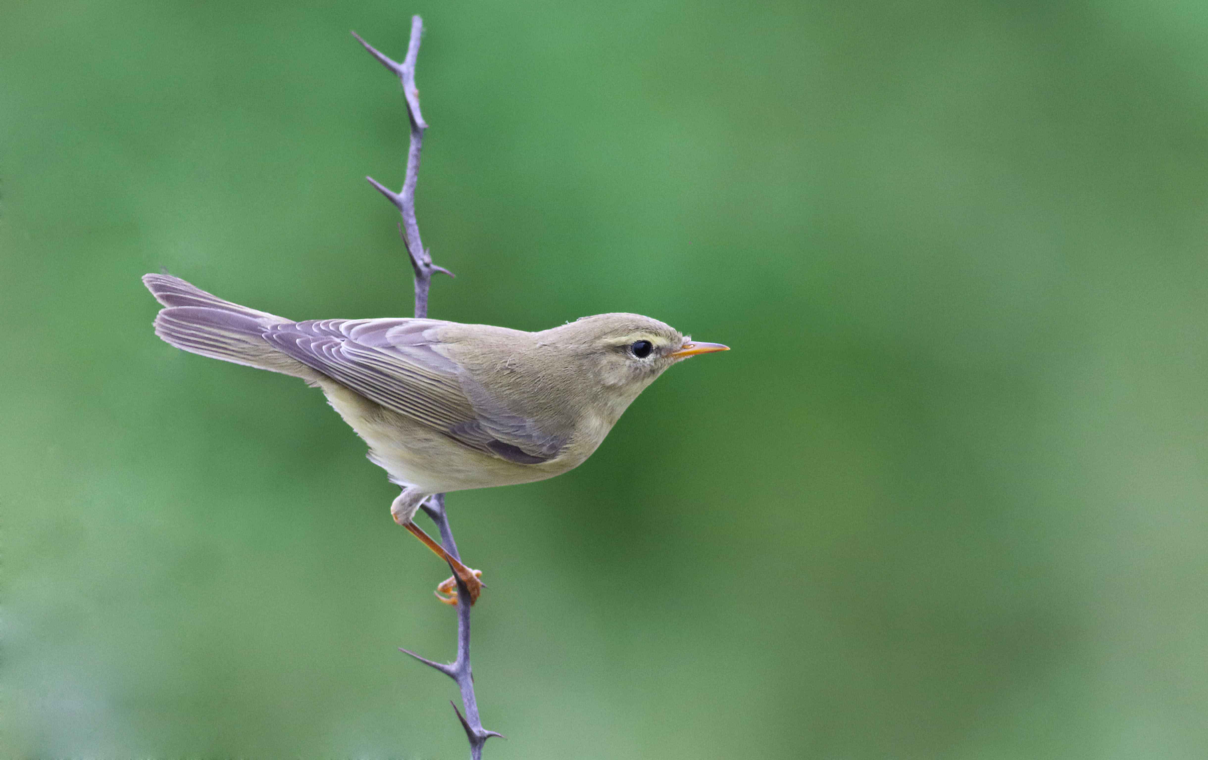 Willow Warbler