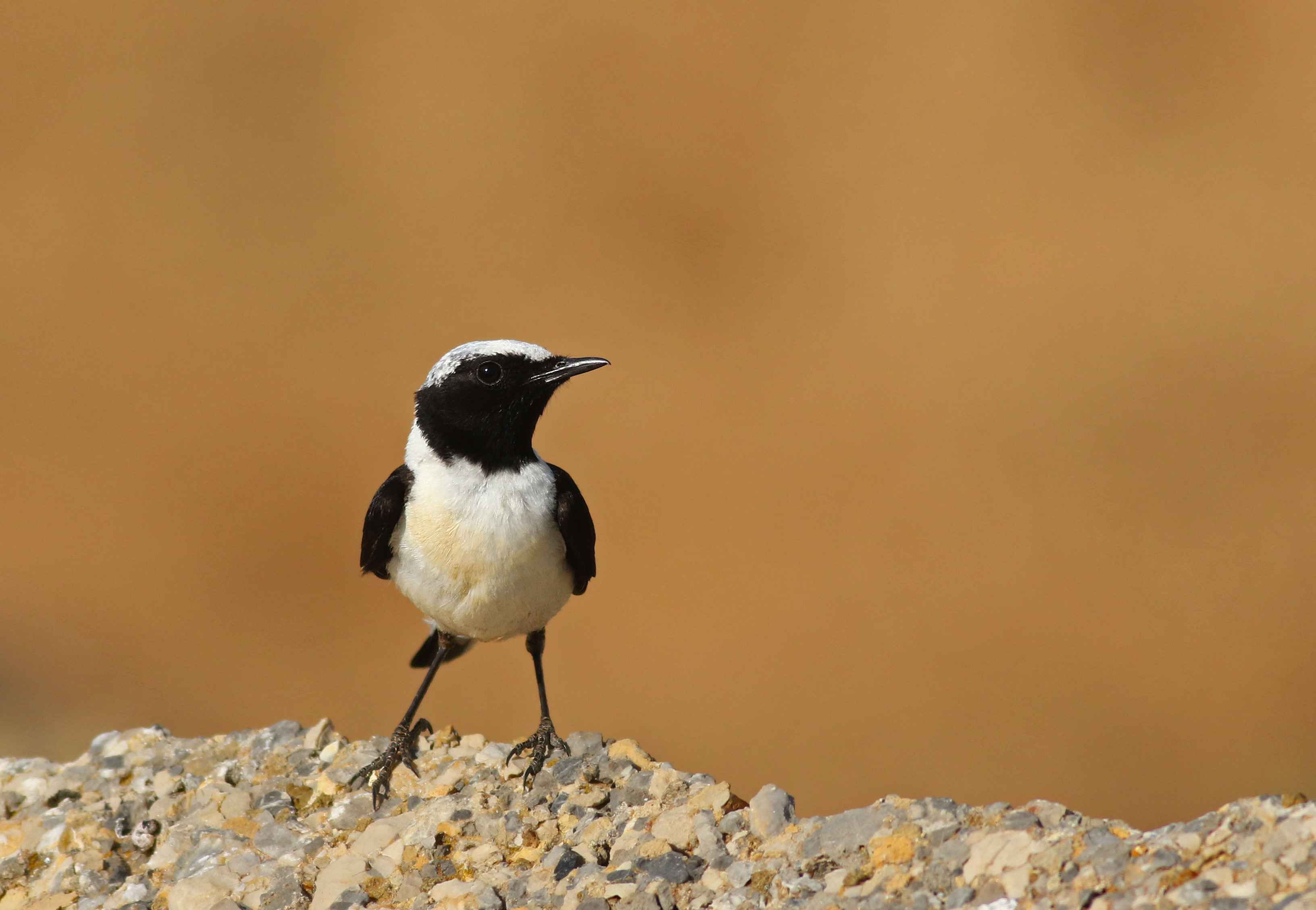 Black-eared Wheatear