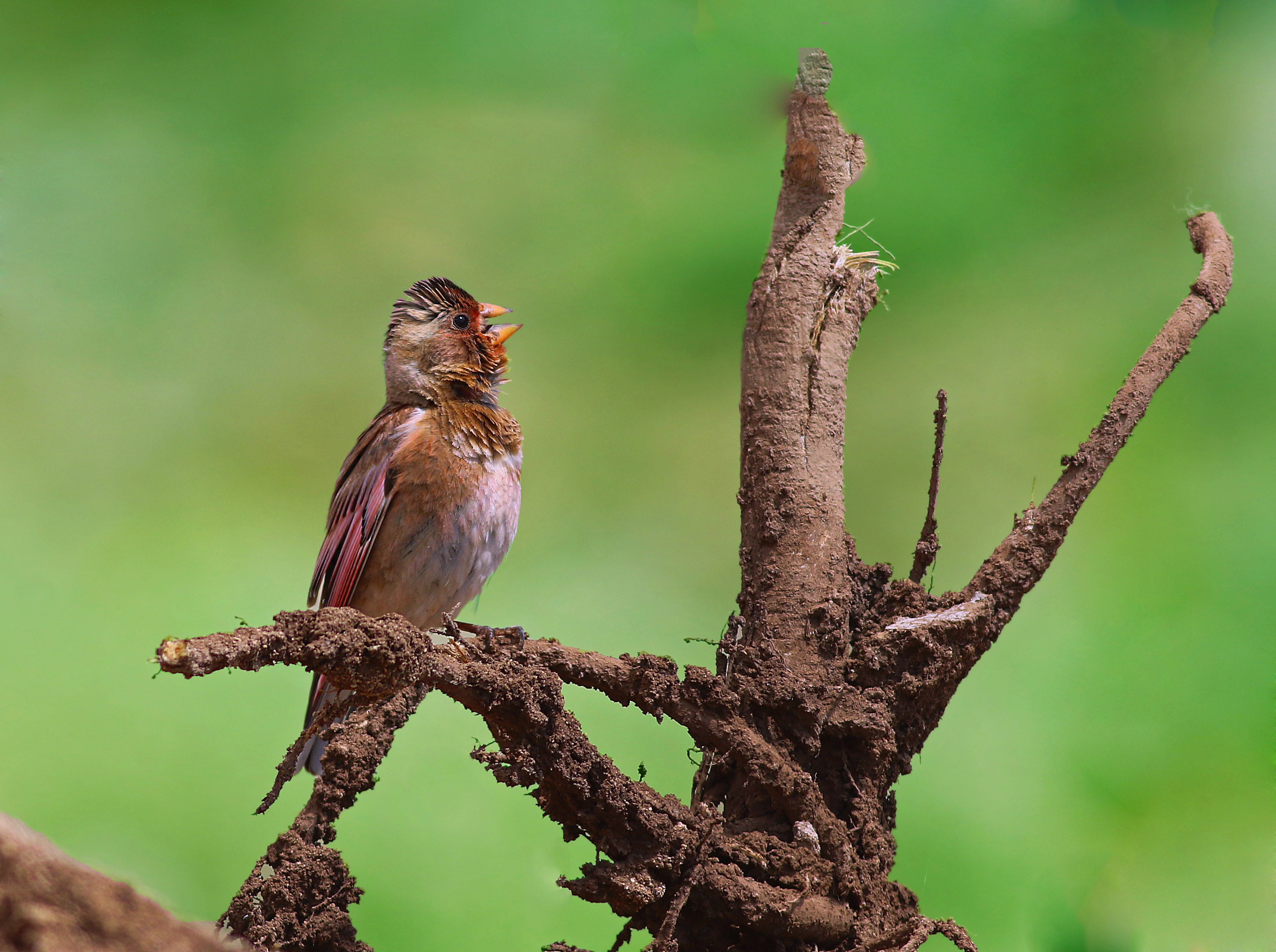 Crimson-winged Finch