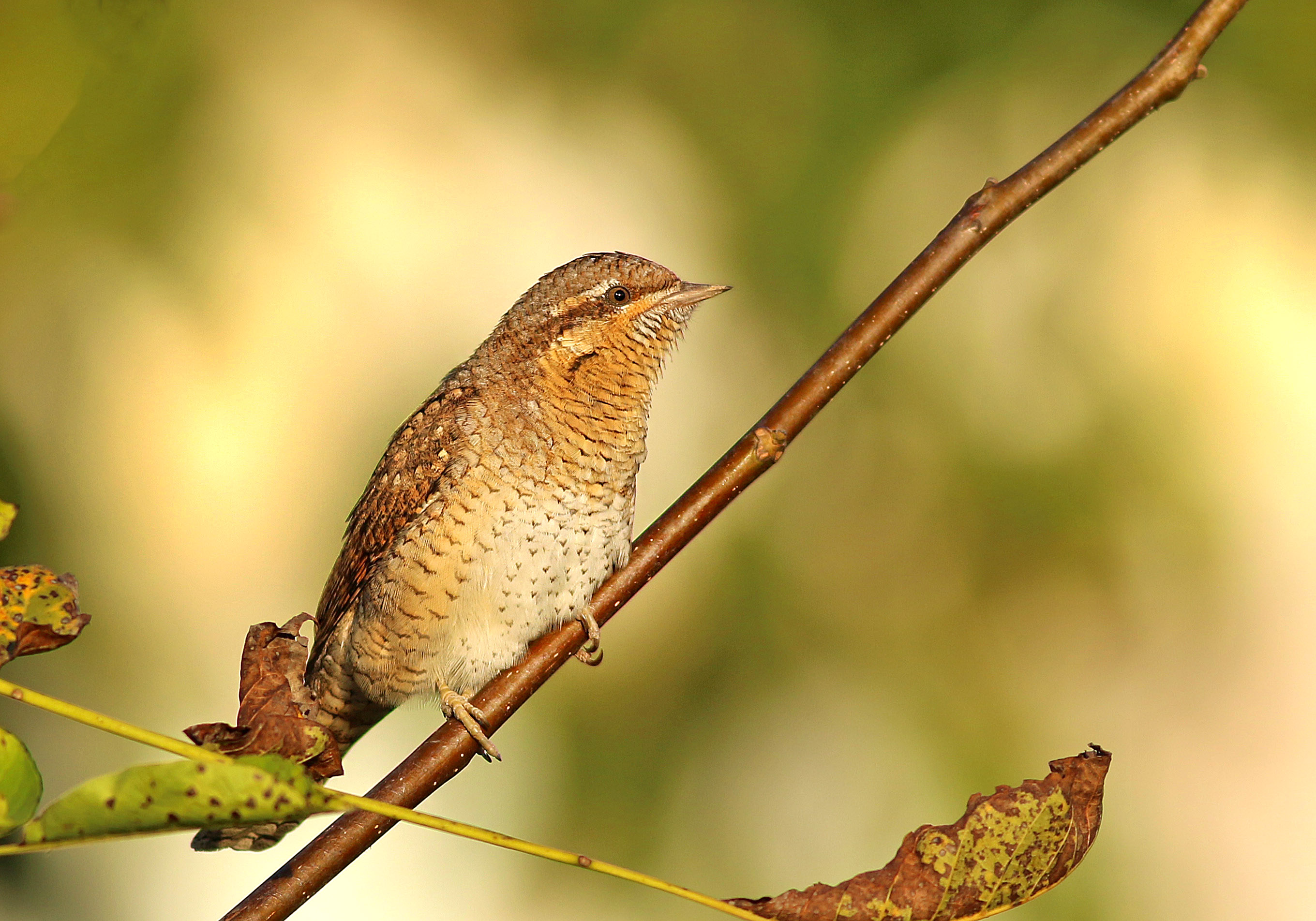 Eurasian Wryneck
