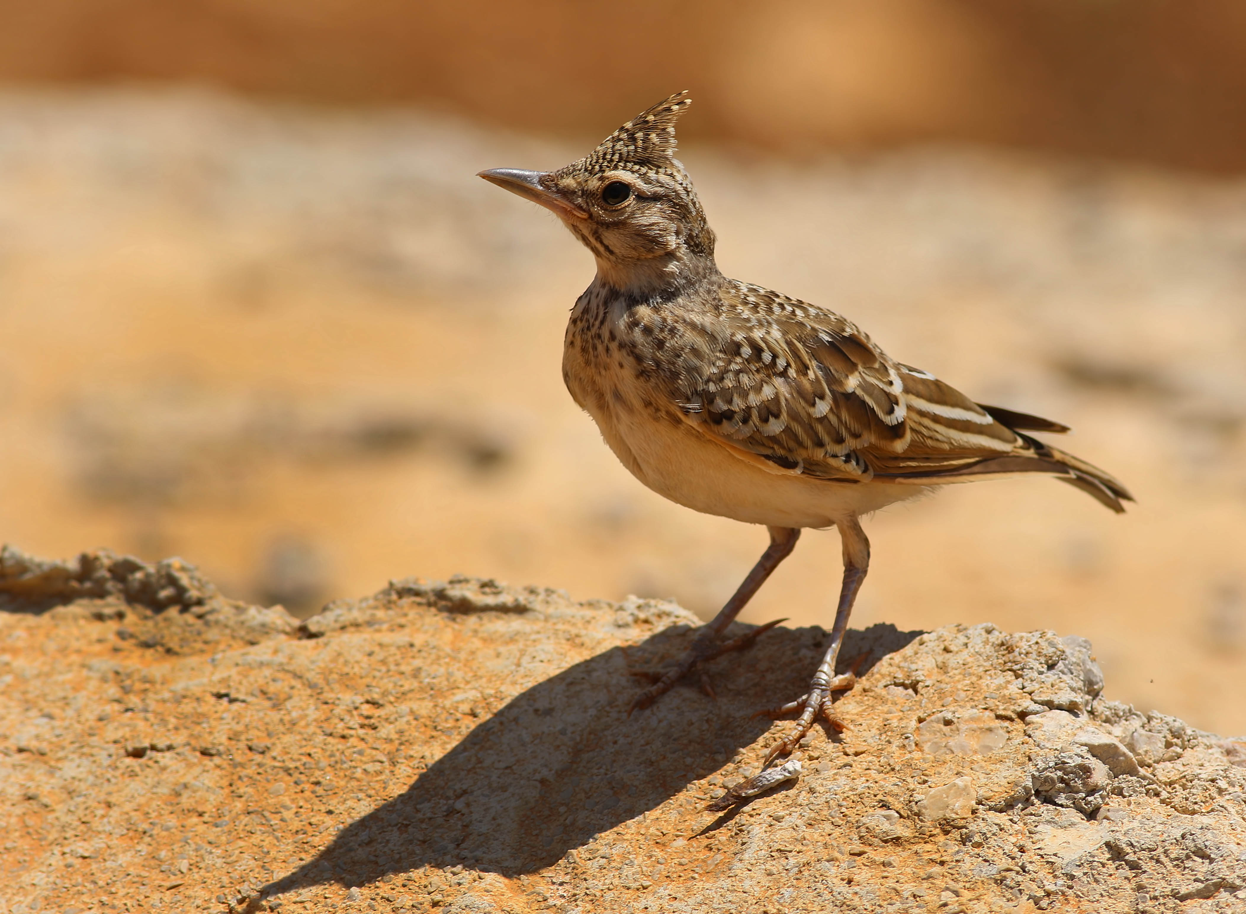 Crested Lark
