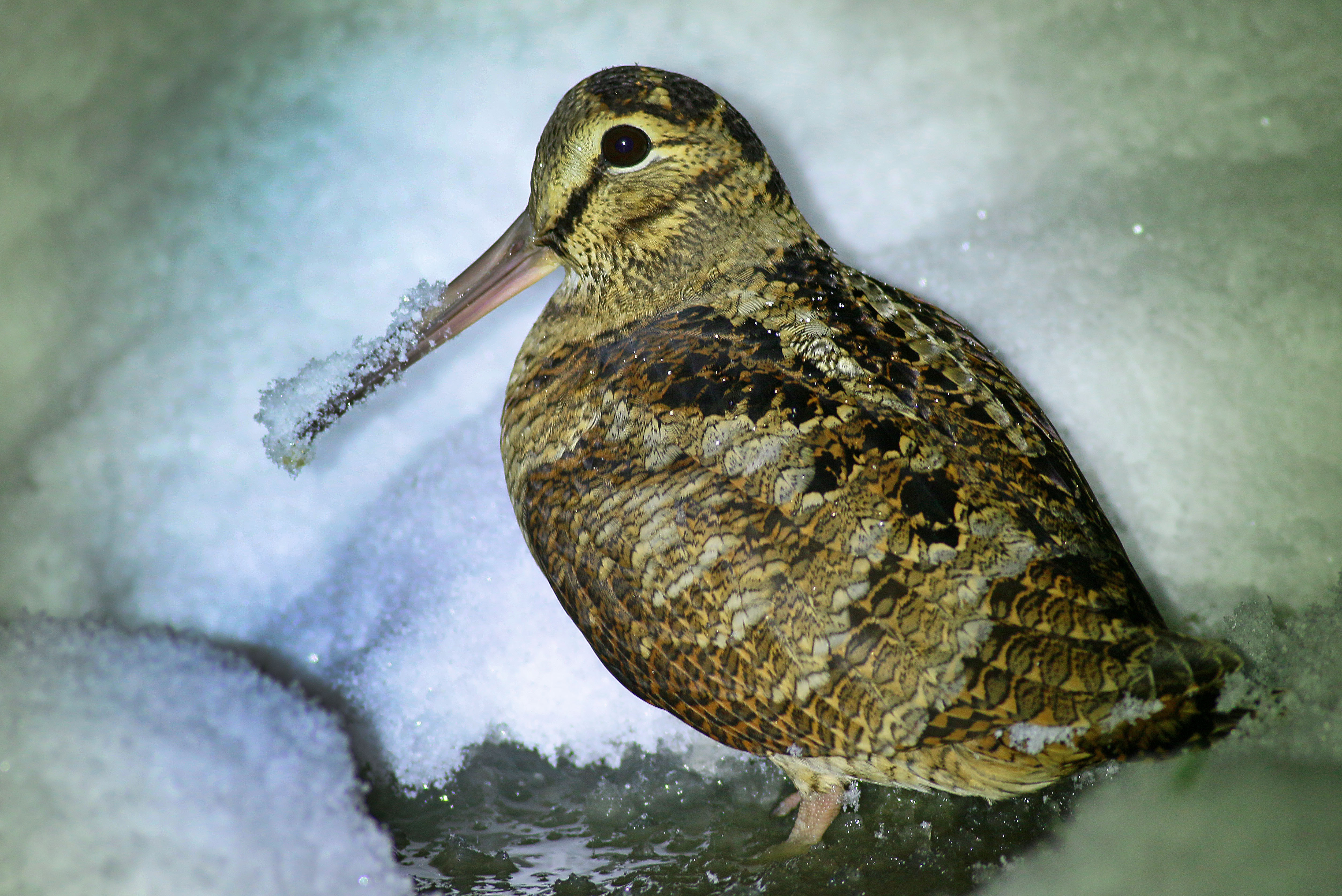 Eurasian Woodcock