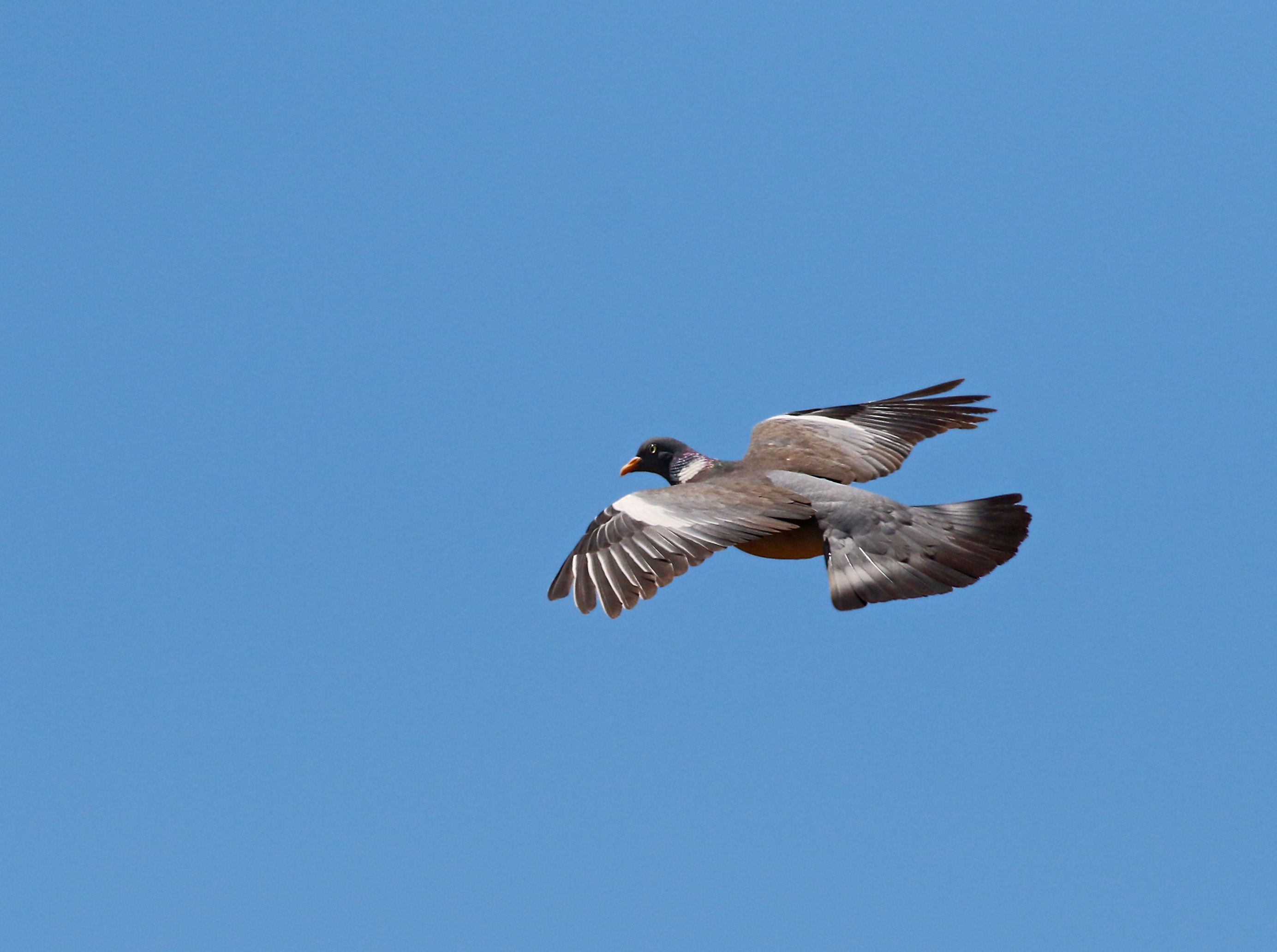 Common Wood-Pigeon
