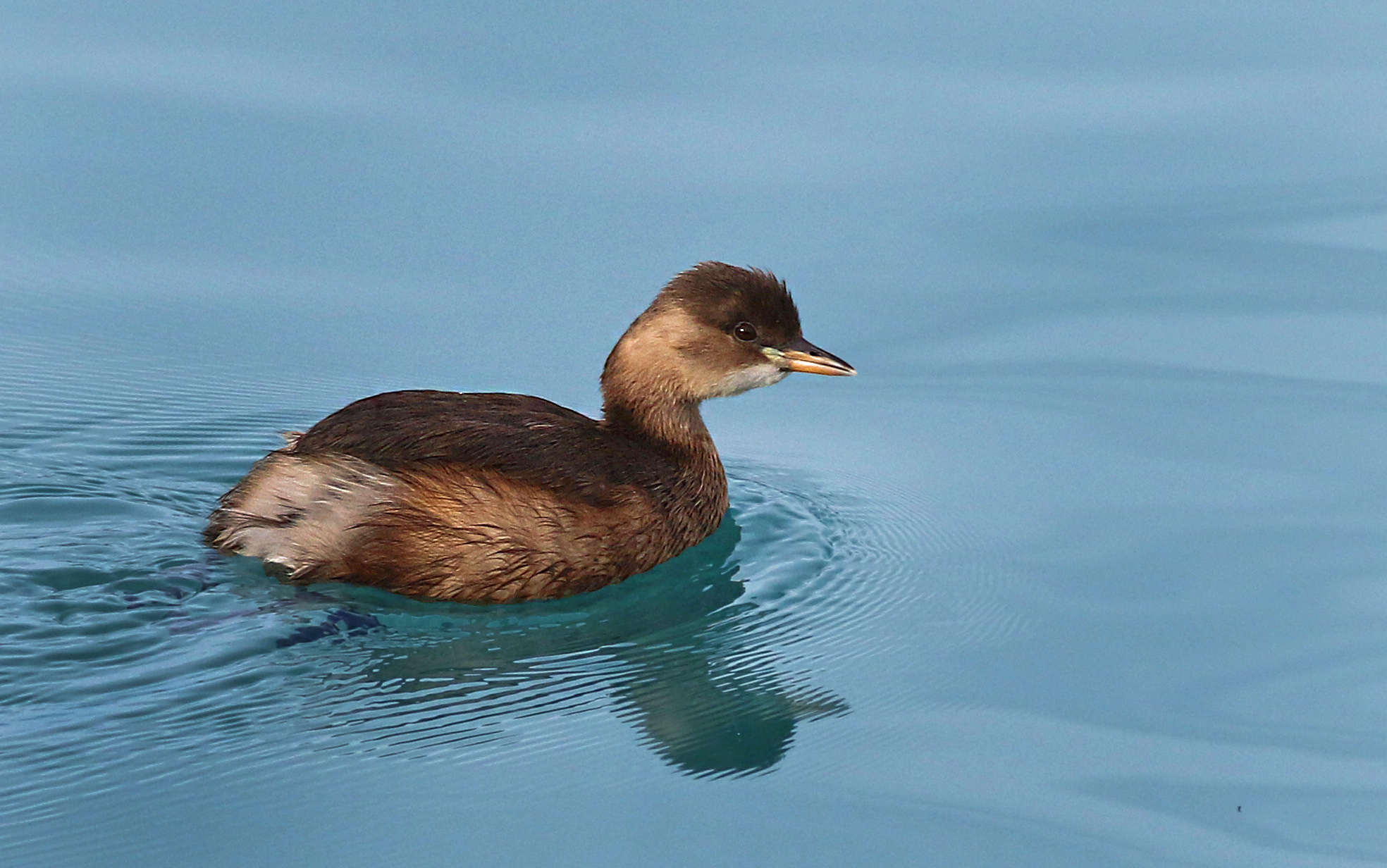 Little Grebe
