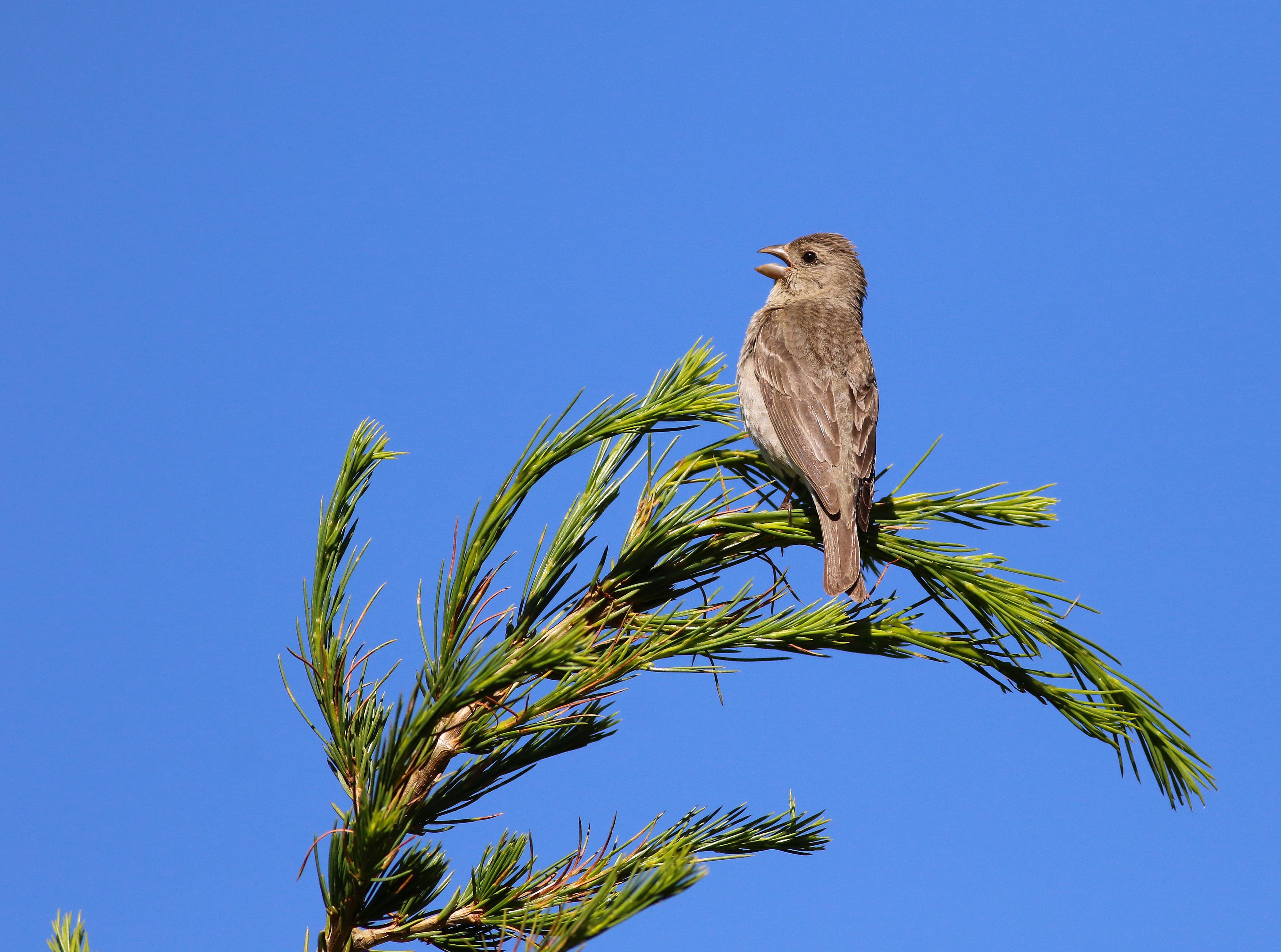 Common Rosefinch