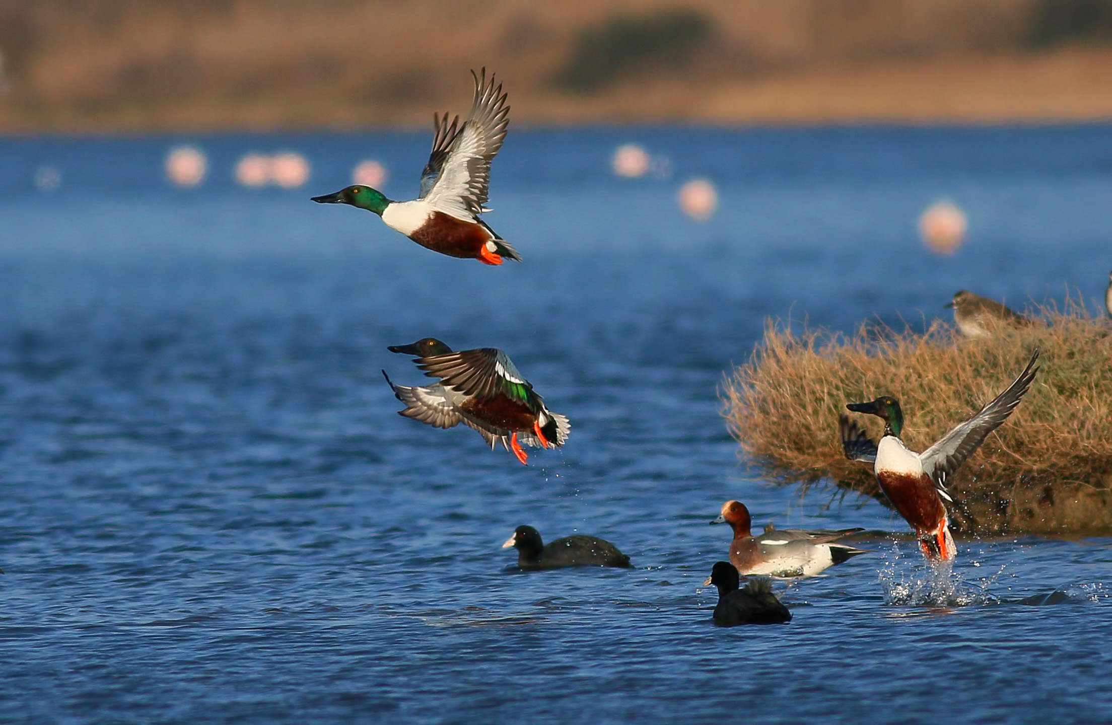 Northern Shoveler