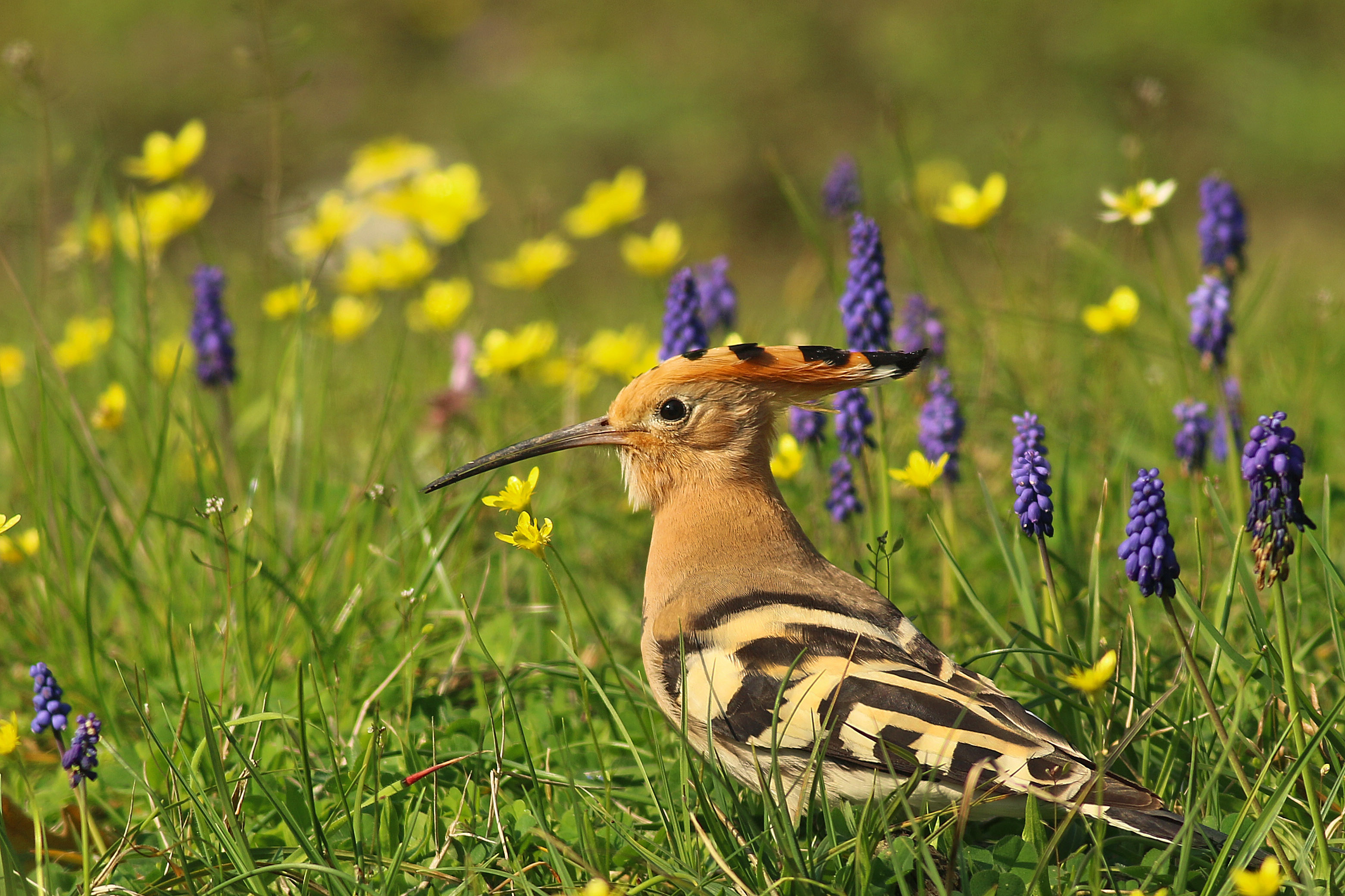 Eurasian Hoopoe