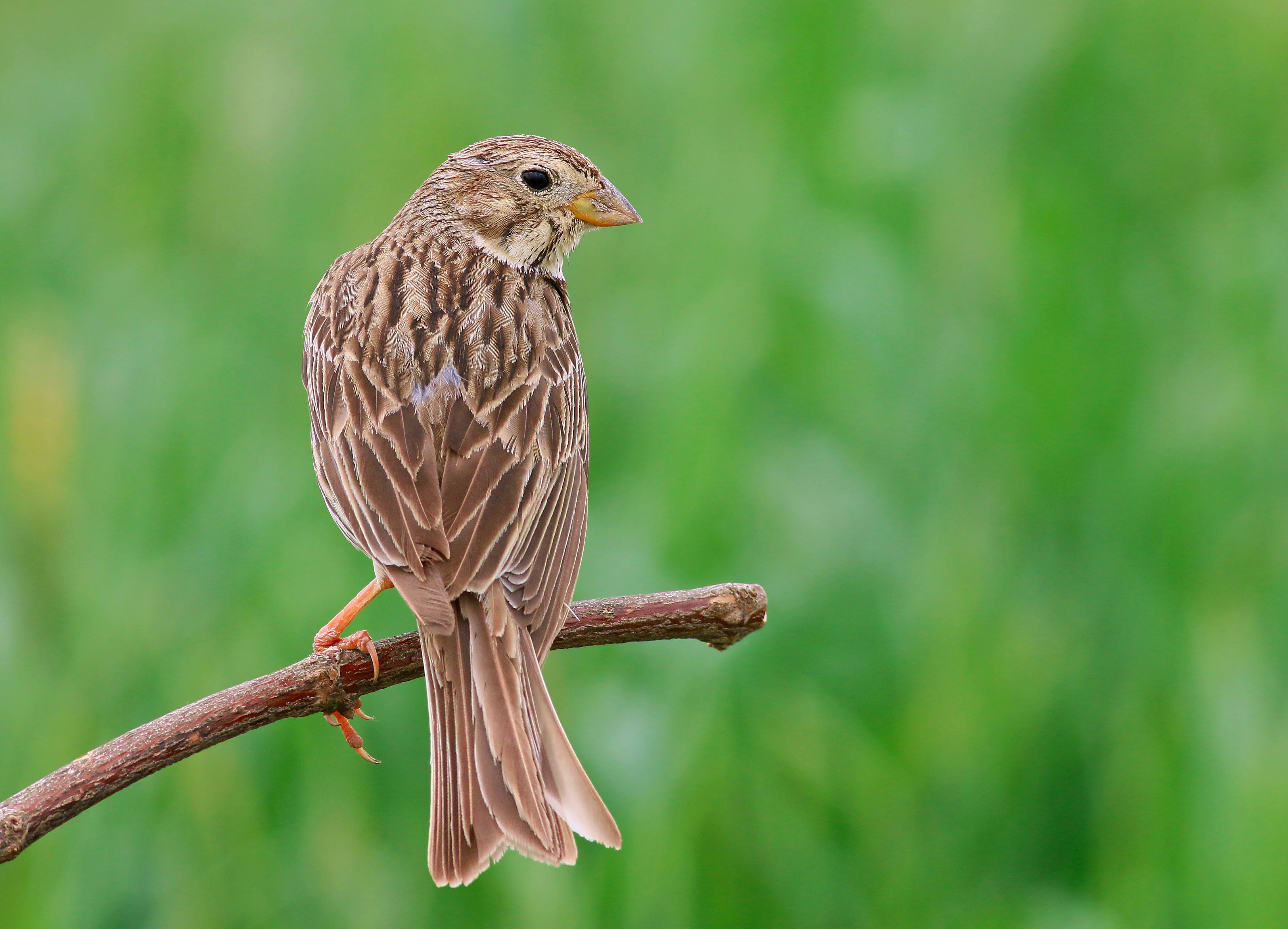 Corn Bunting