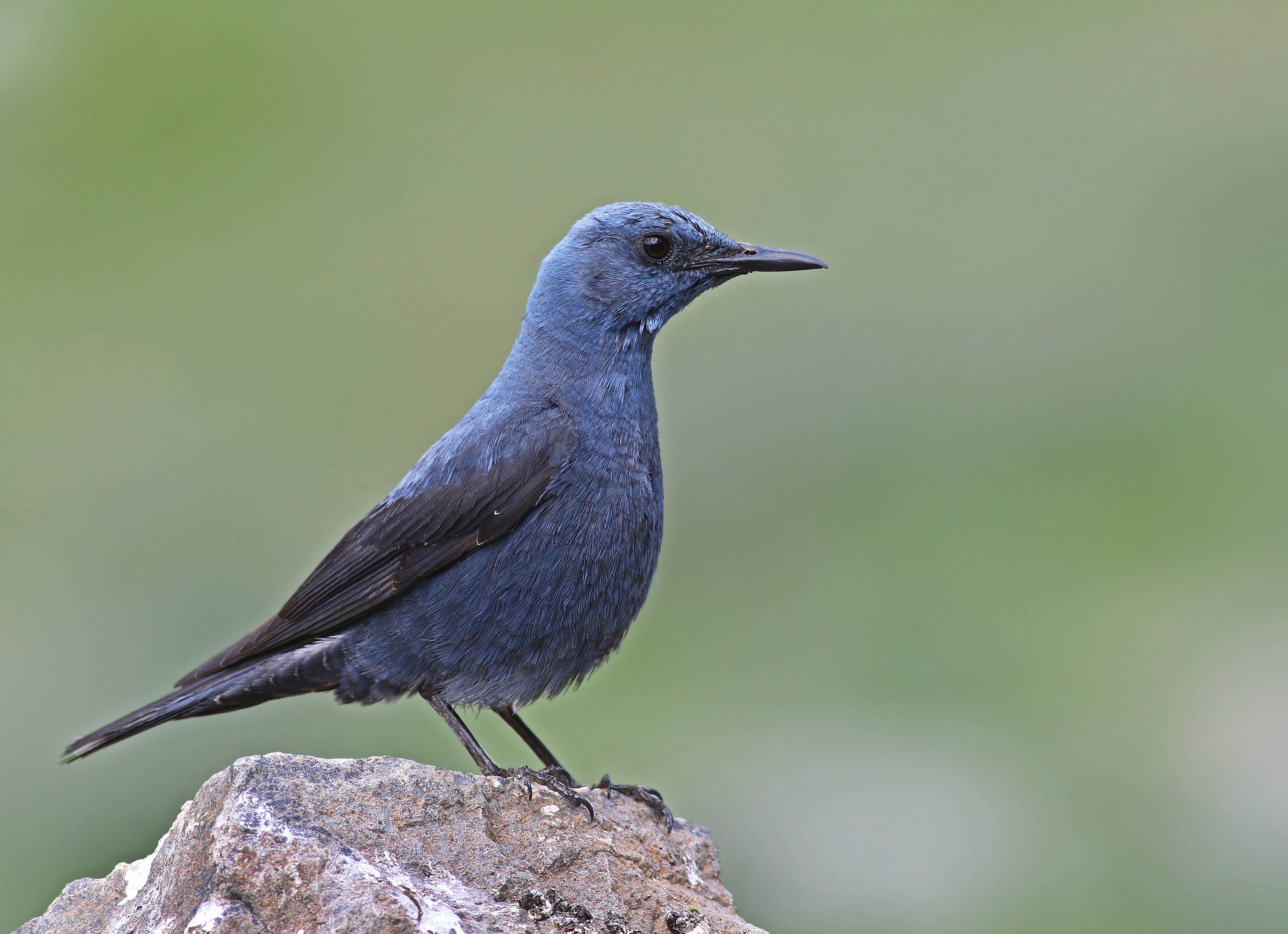 Blue Rock-Thrush