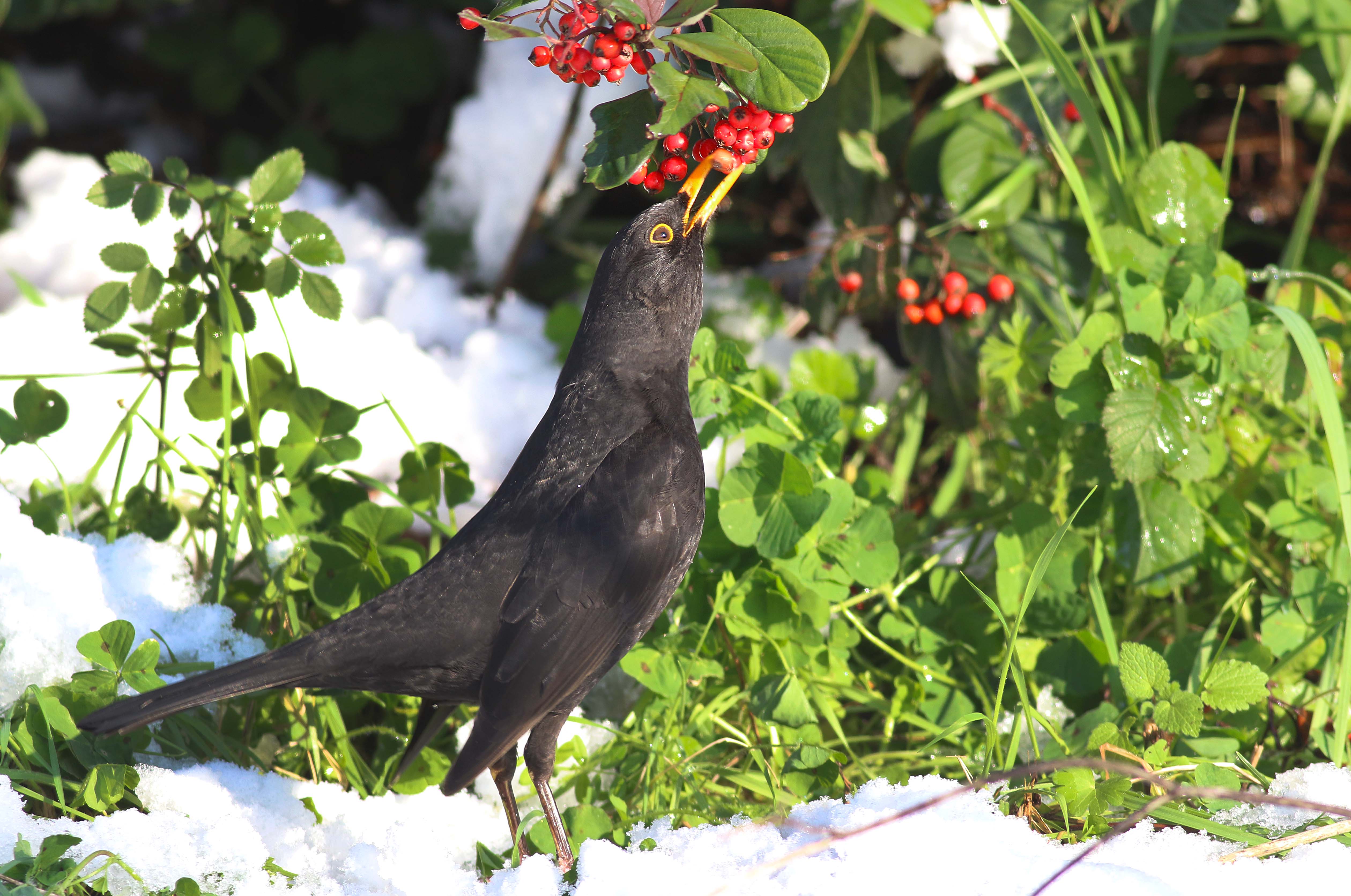 Eurasian Blackbird