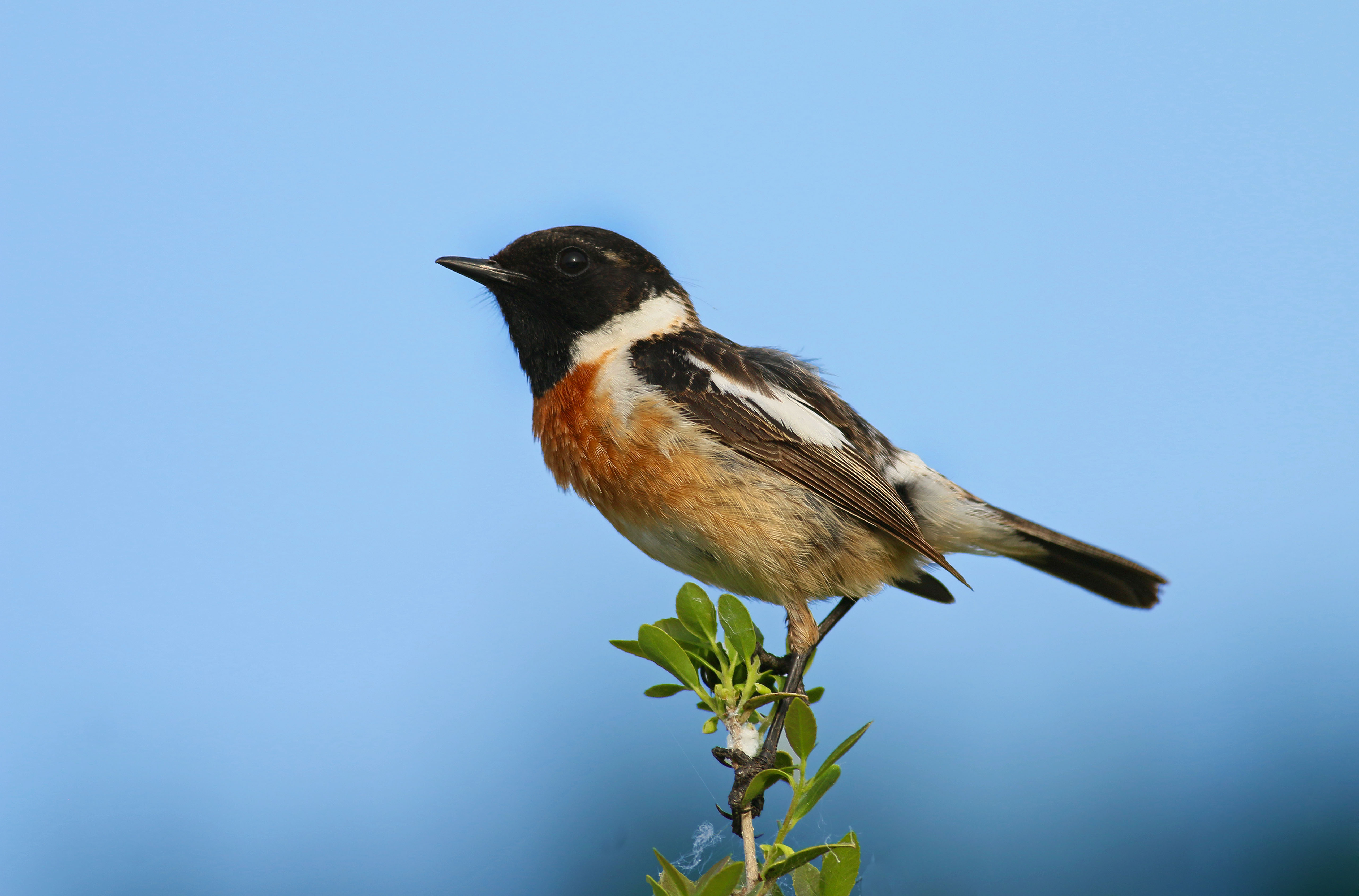 European Stonechat