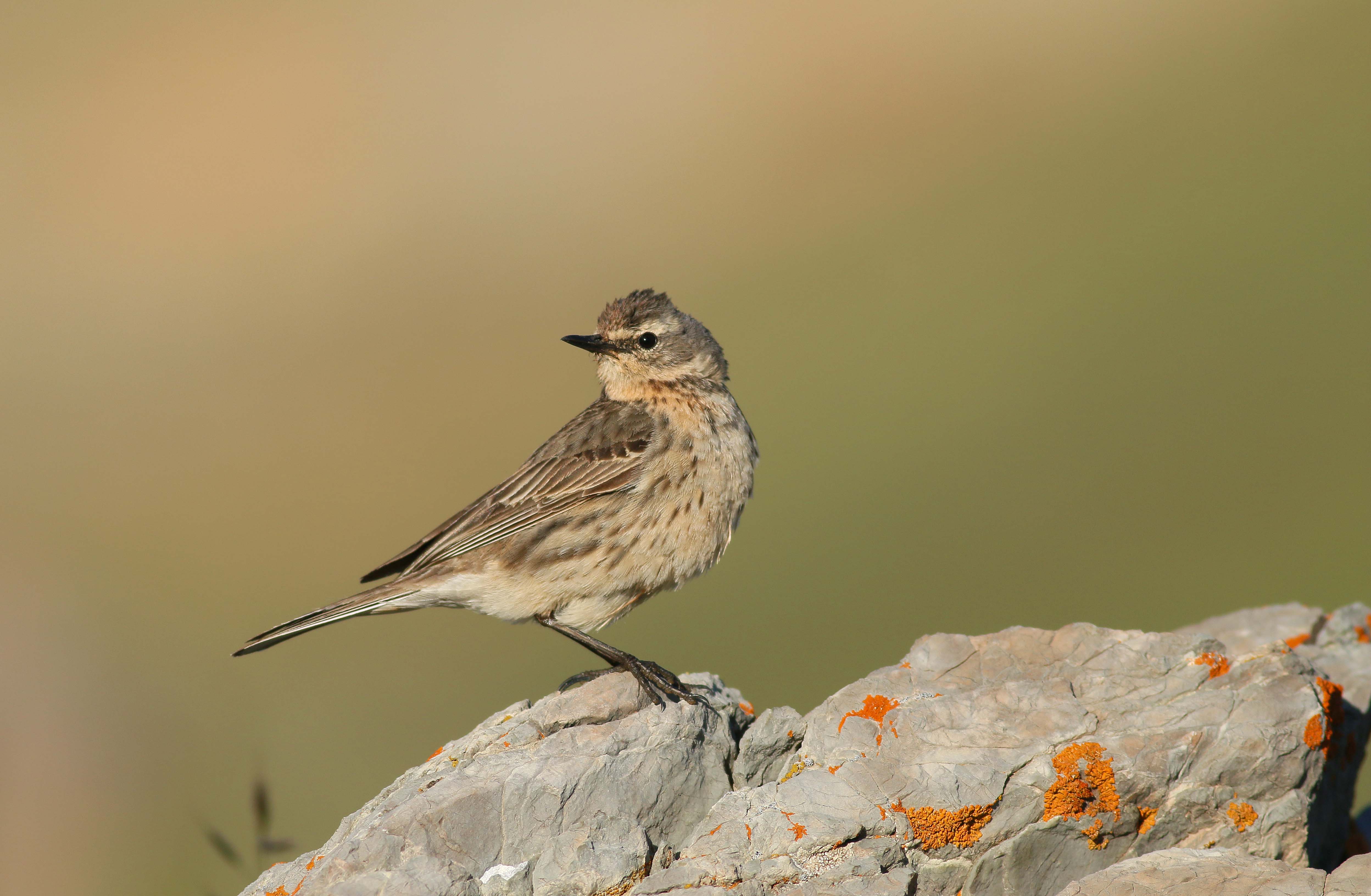 Water Pipit