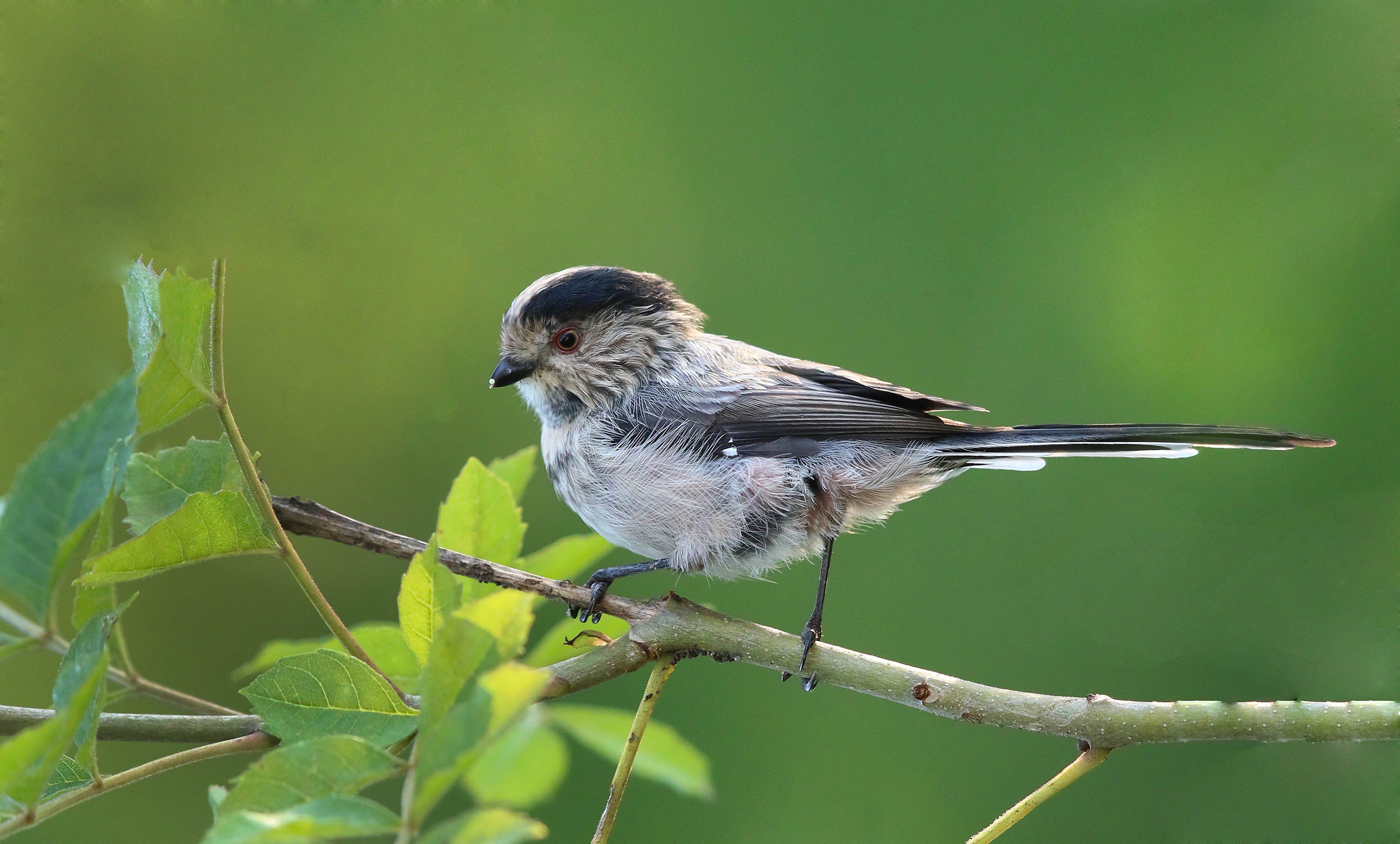 Long-tailed Tit — Ana fotoğraf
