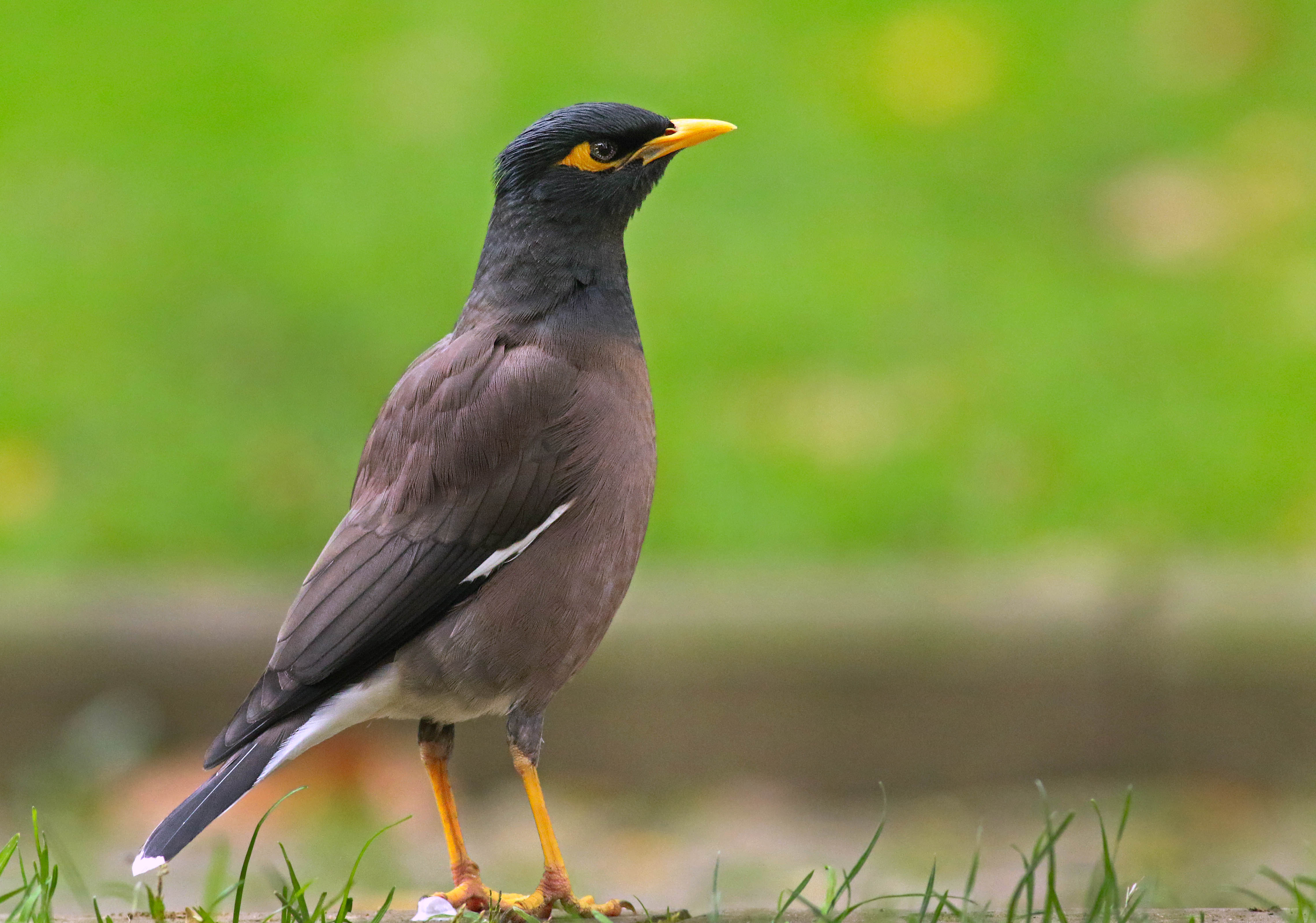 Common Myna