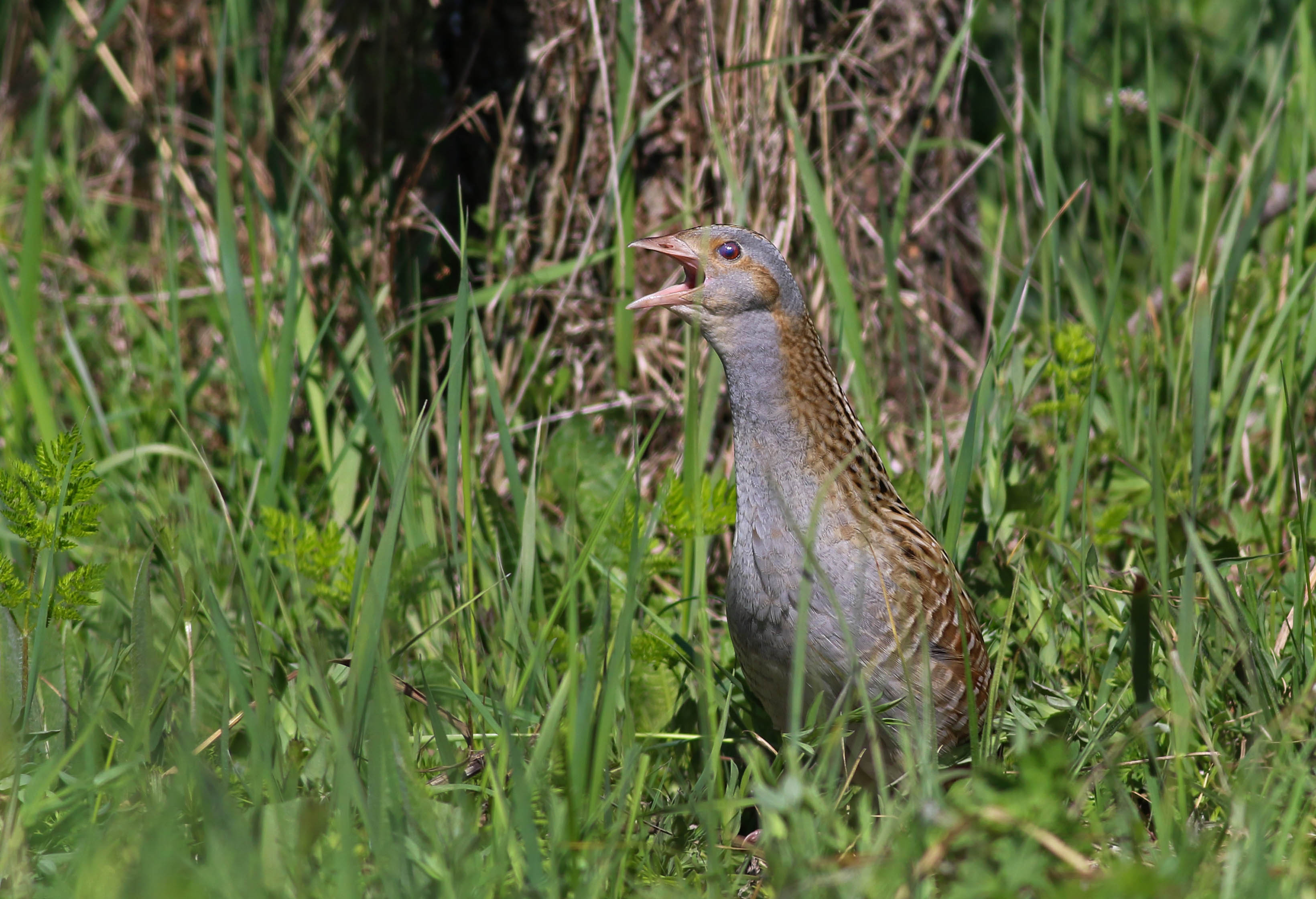 Corn Crake