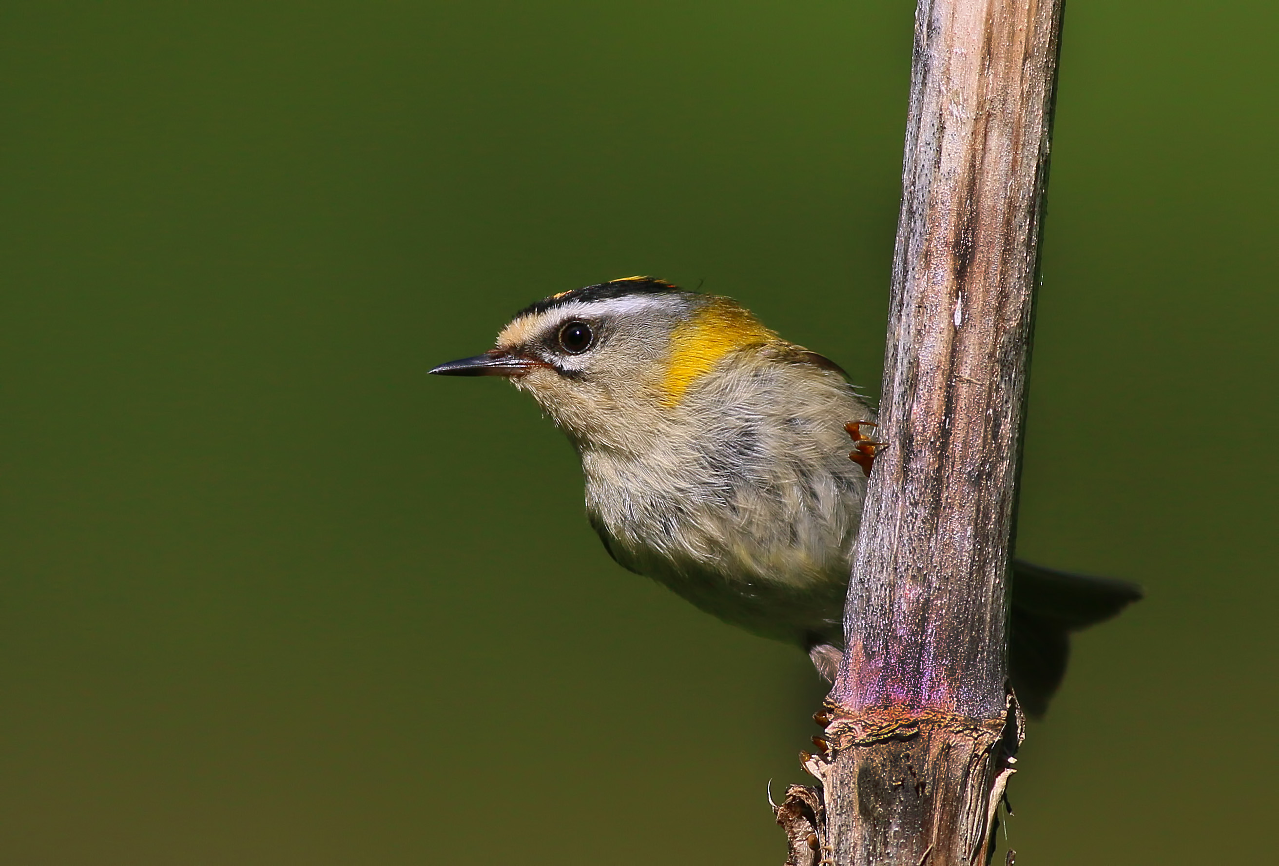 Common Firecrest