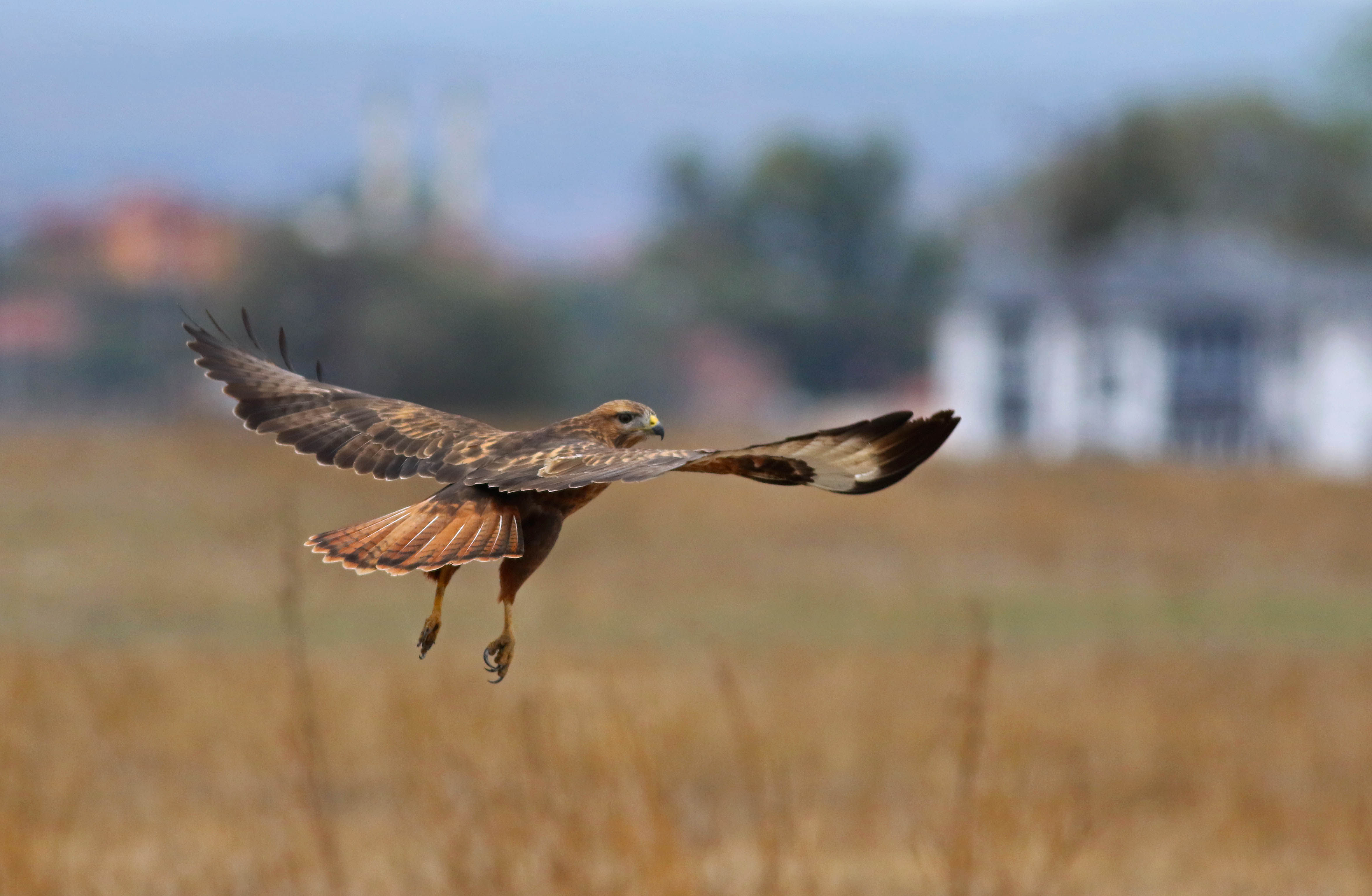 Long-legged Buzzard