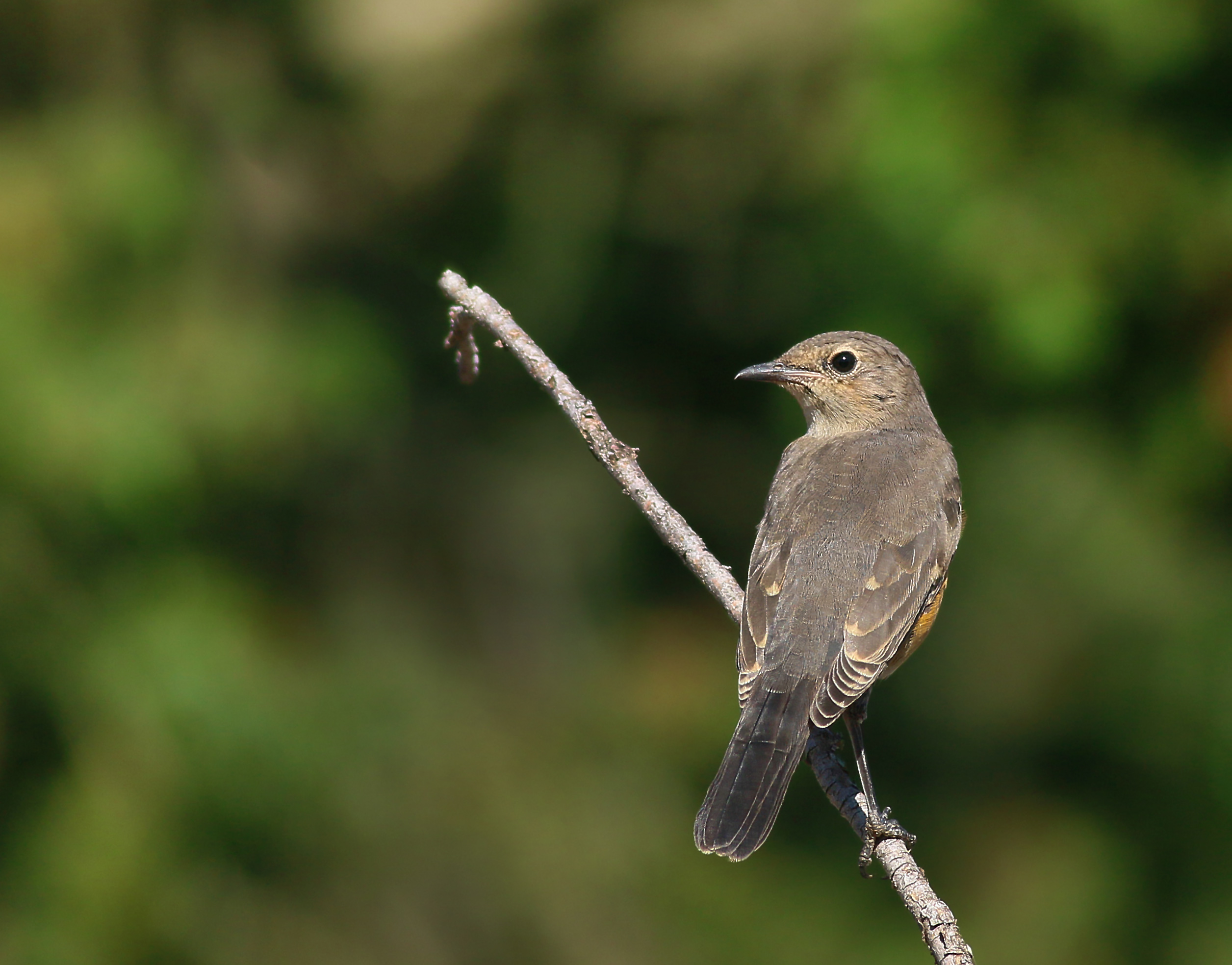 White-throated Robin