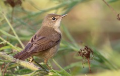 Marsh Warbler
