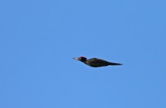 Black Woodpecker
