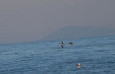 Smew
