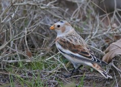 Snow Bunting