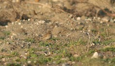 Richard's Pipit