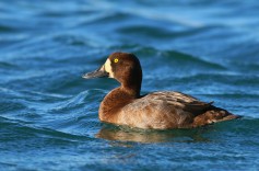 Greater Scaup