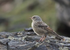 Alpine Accentor