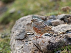Alpine Accentor