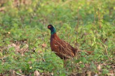Ring-necked Pheasant
