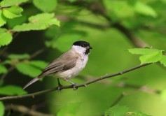 Marsh Tit