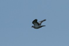 Stock Dove