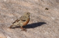 Alpine Accentor