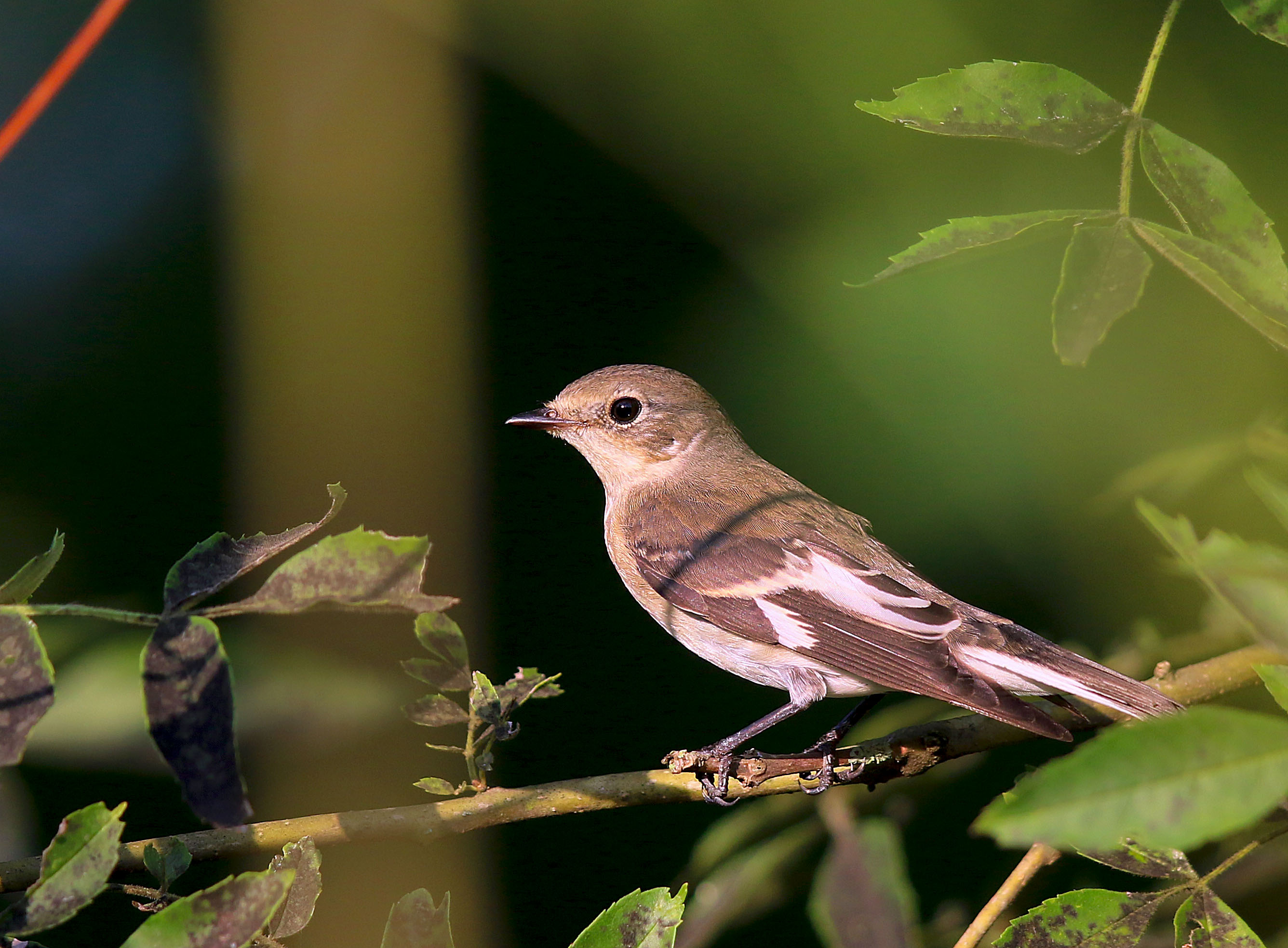 Collared Flycatcher
