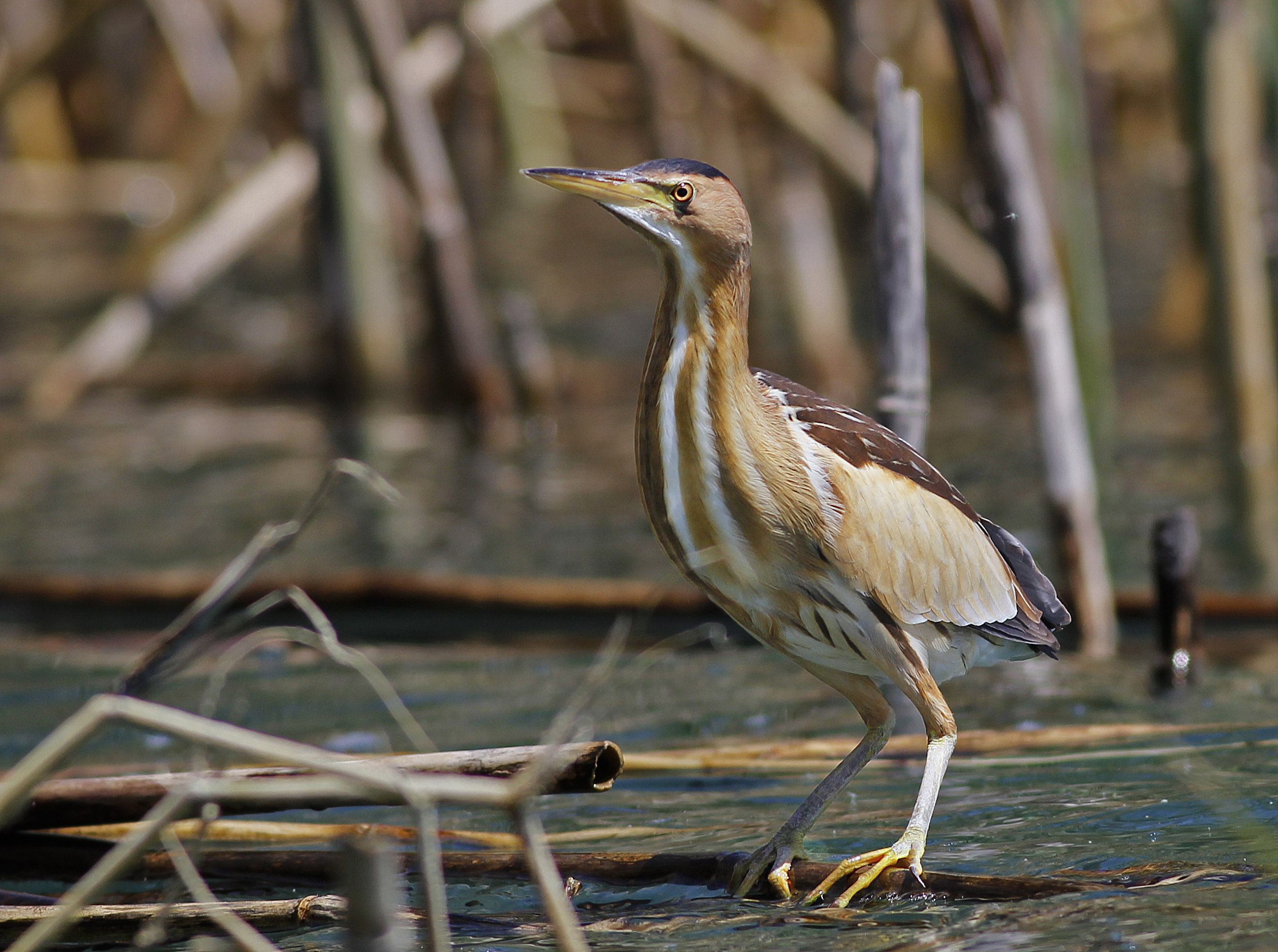 Little Bittern
