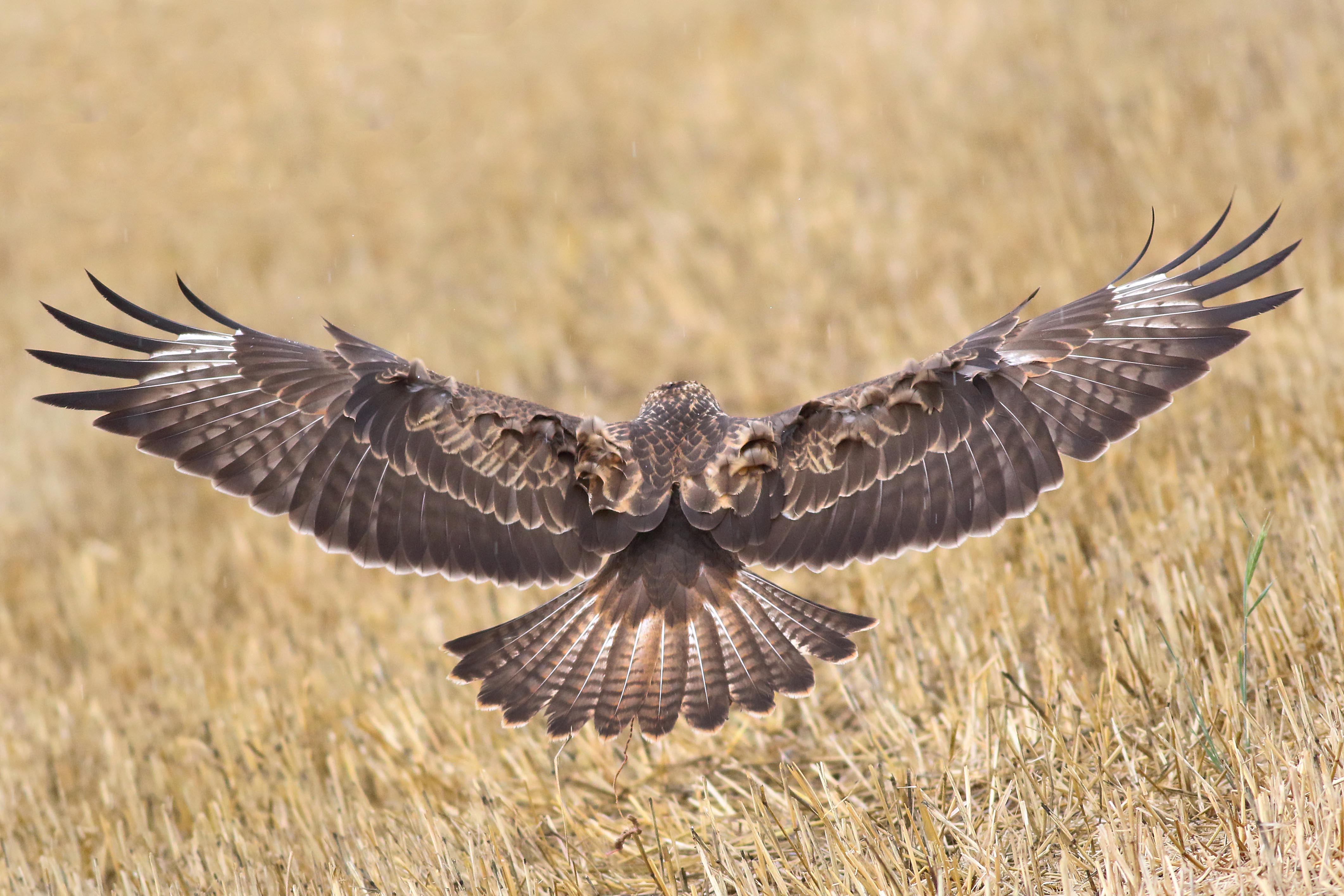 Long-legged Buzzard