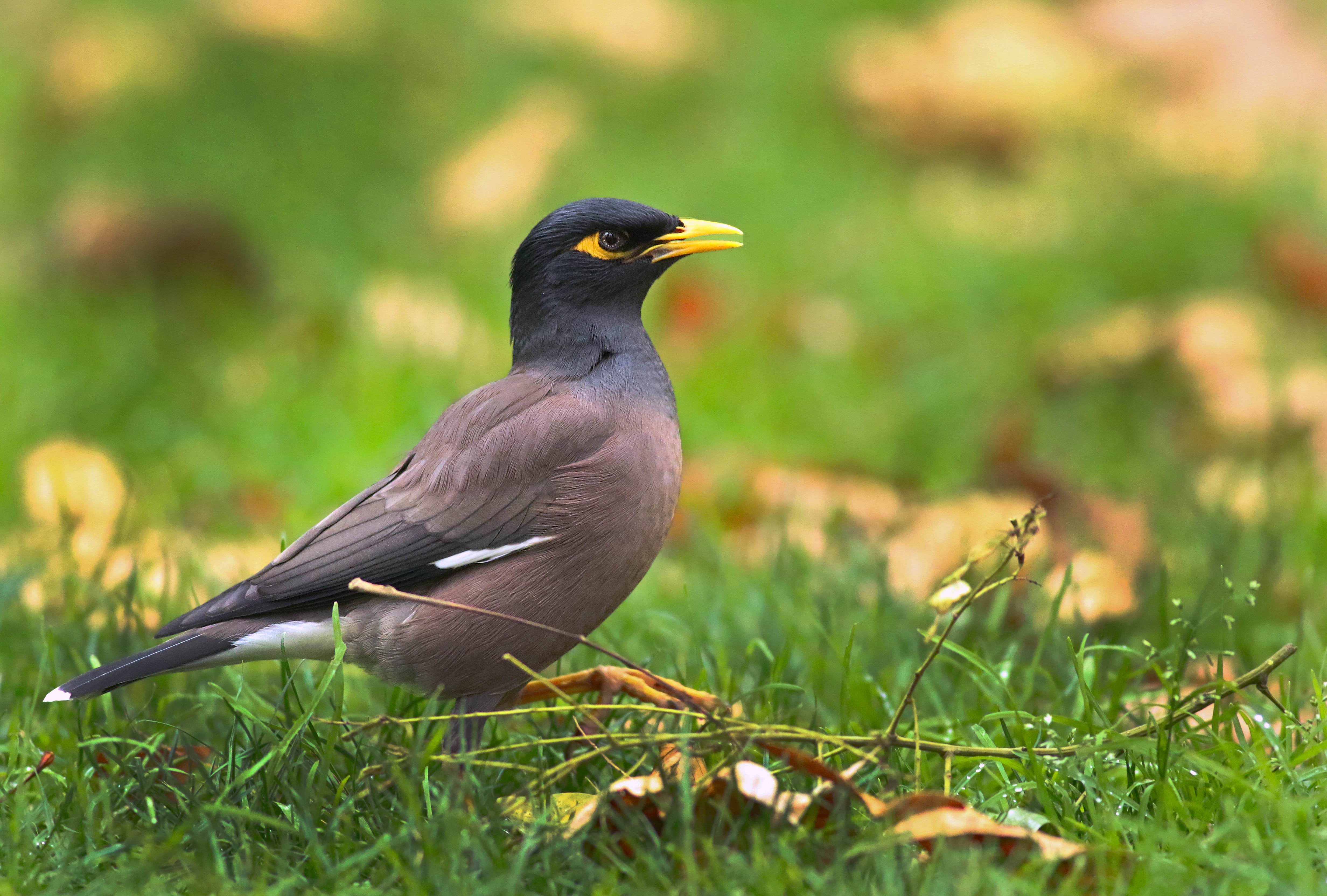 Common Myna
