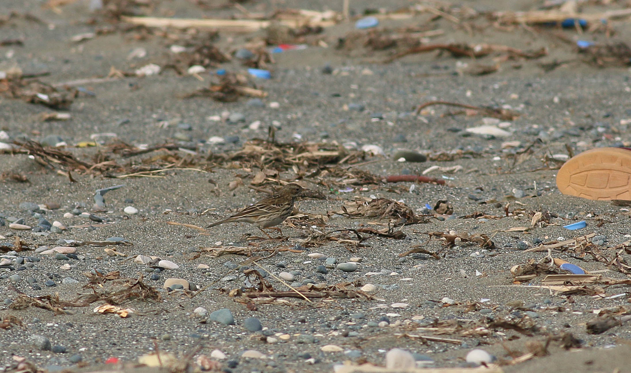 American Pipit