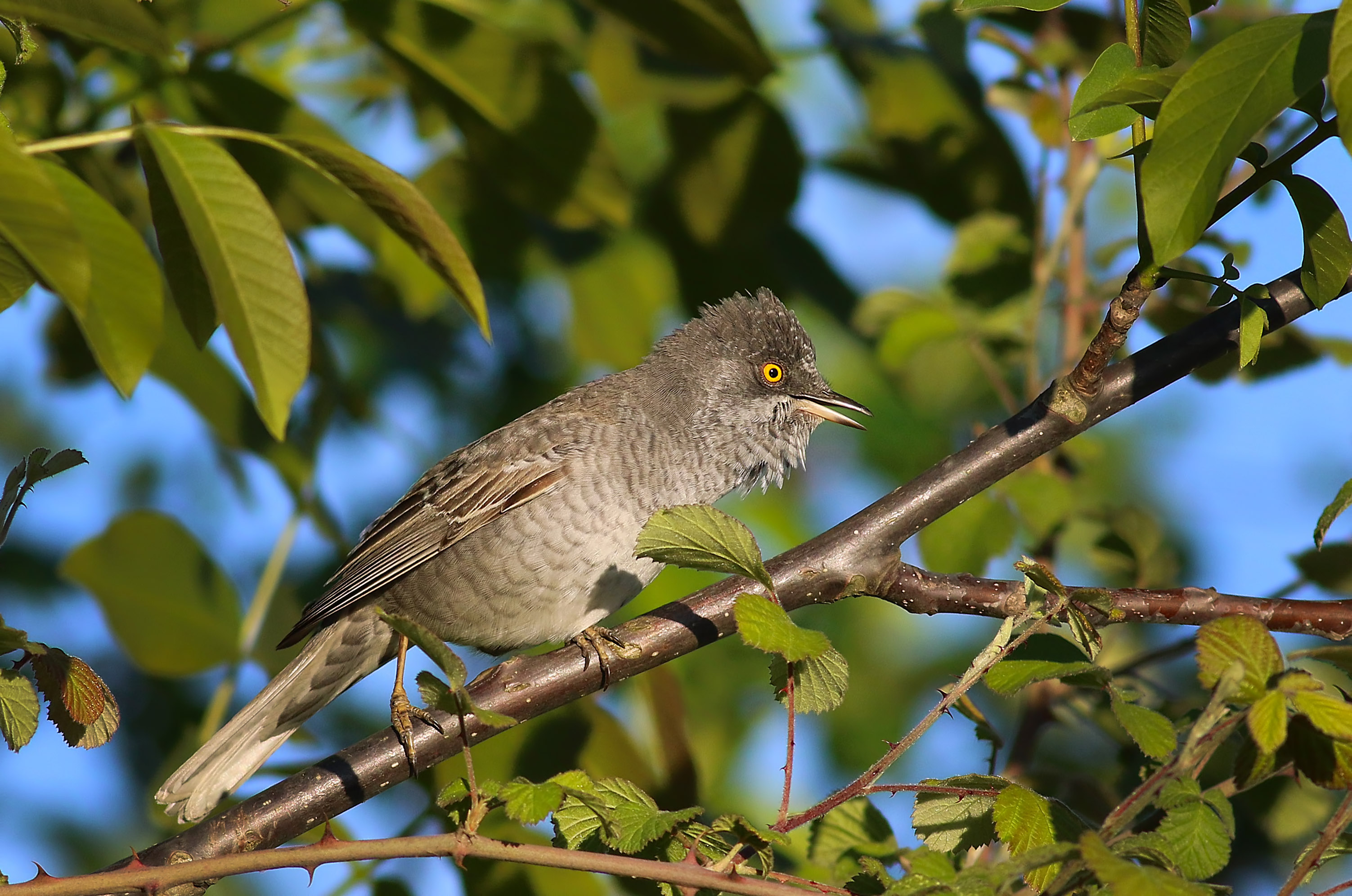 Barred Warbler
