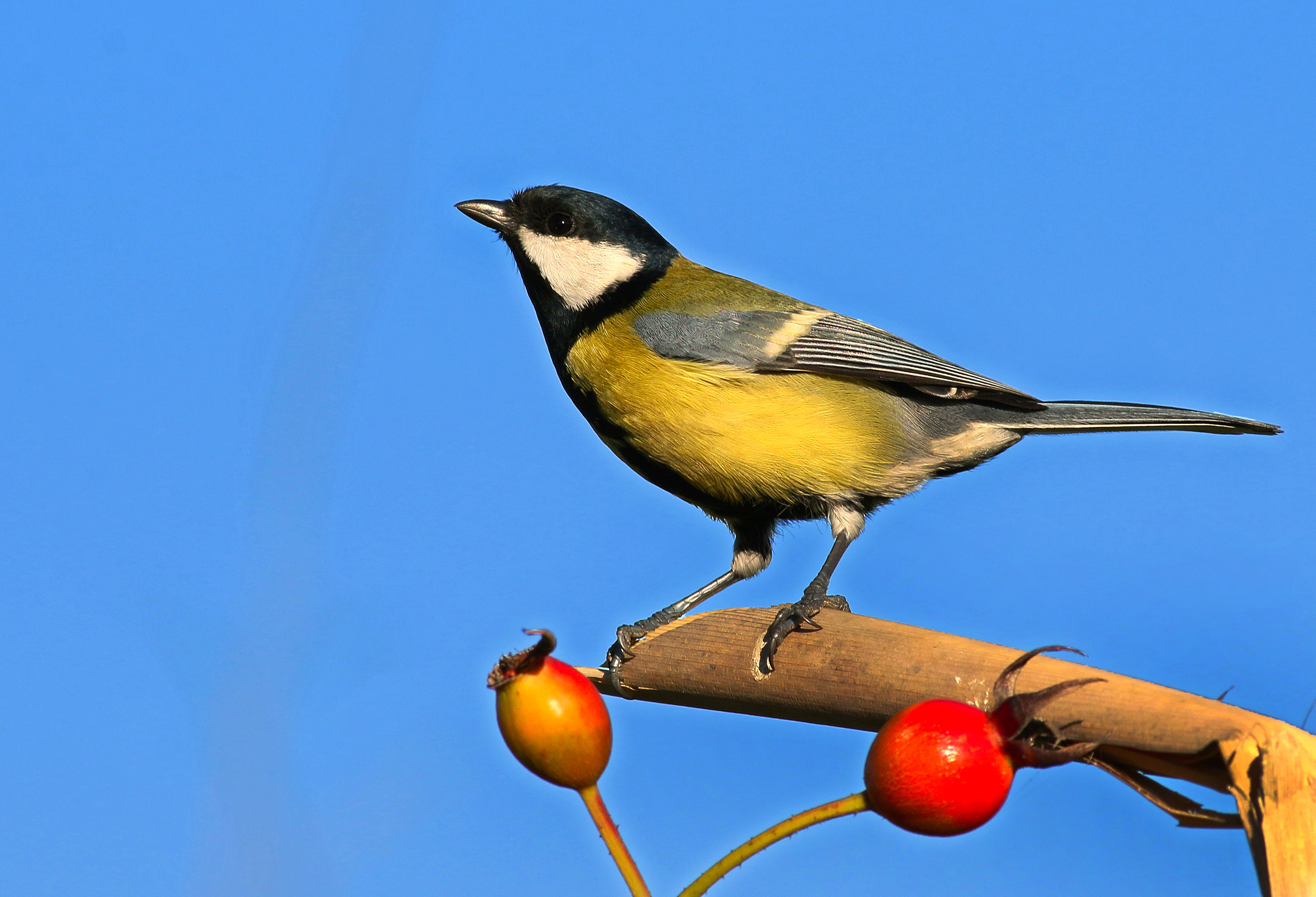 Great Tit — Ana fotoğraf