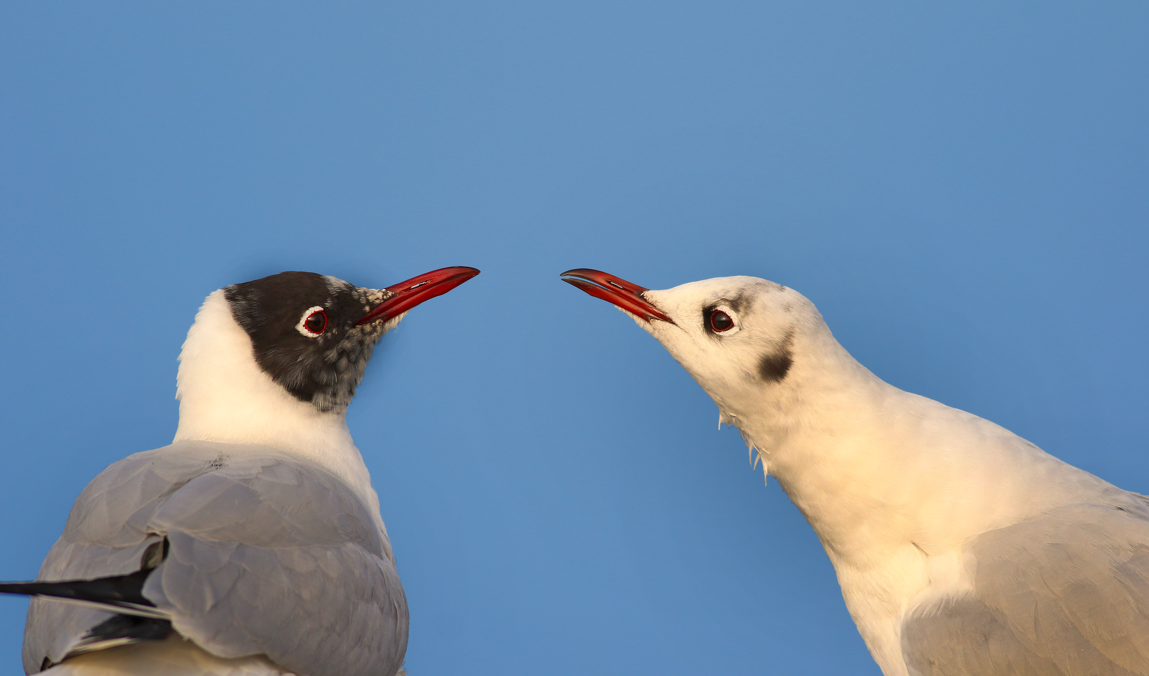 Black-headed Gull