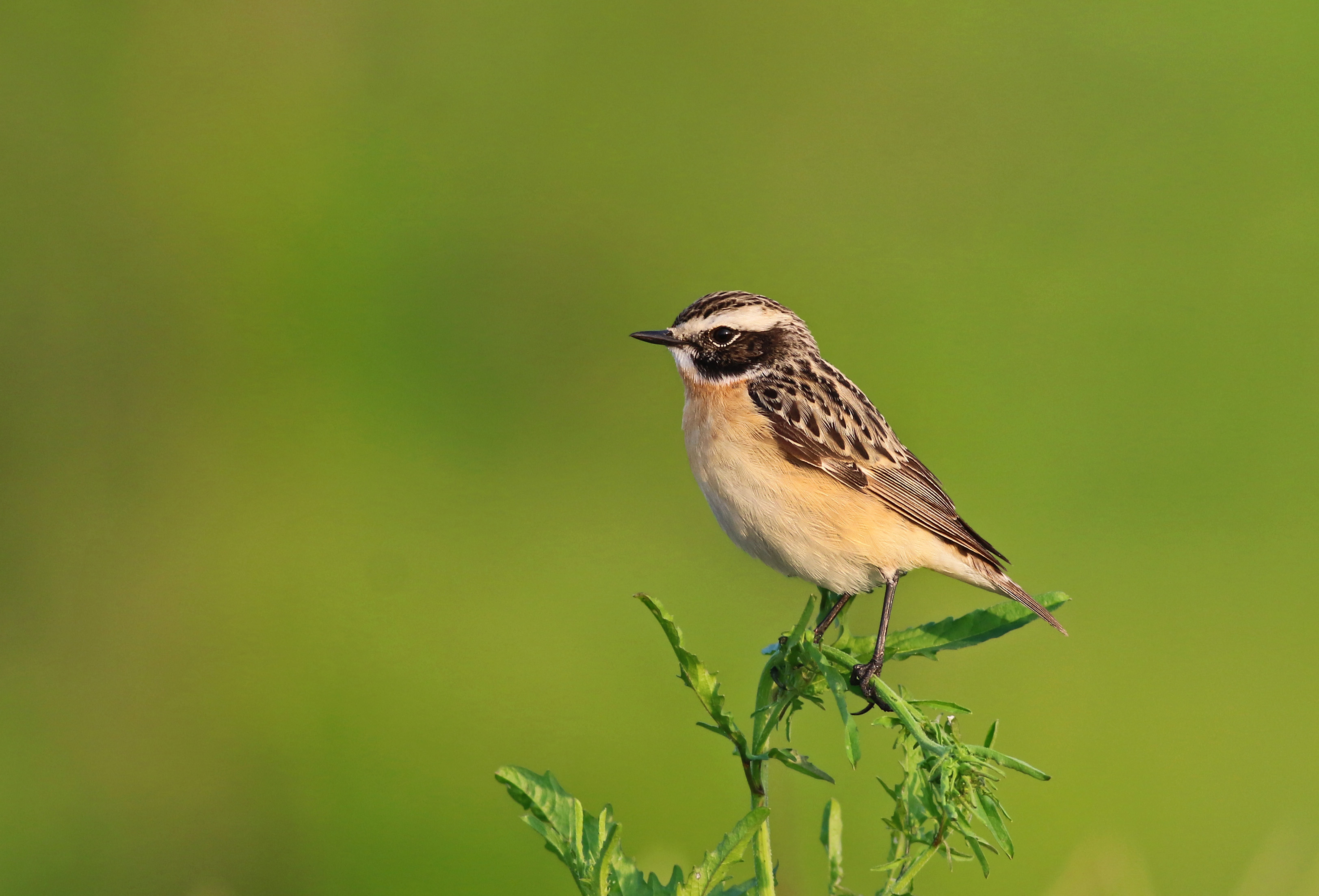 Whinchat