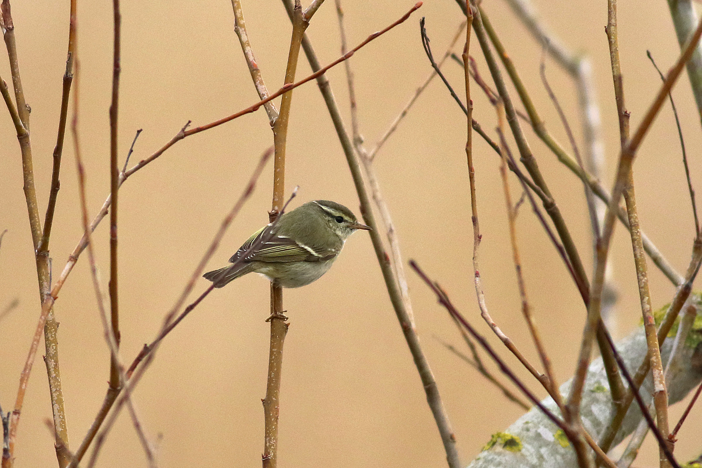 Yellow-browed Warbler