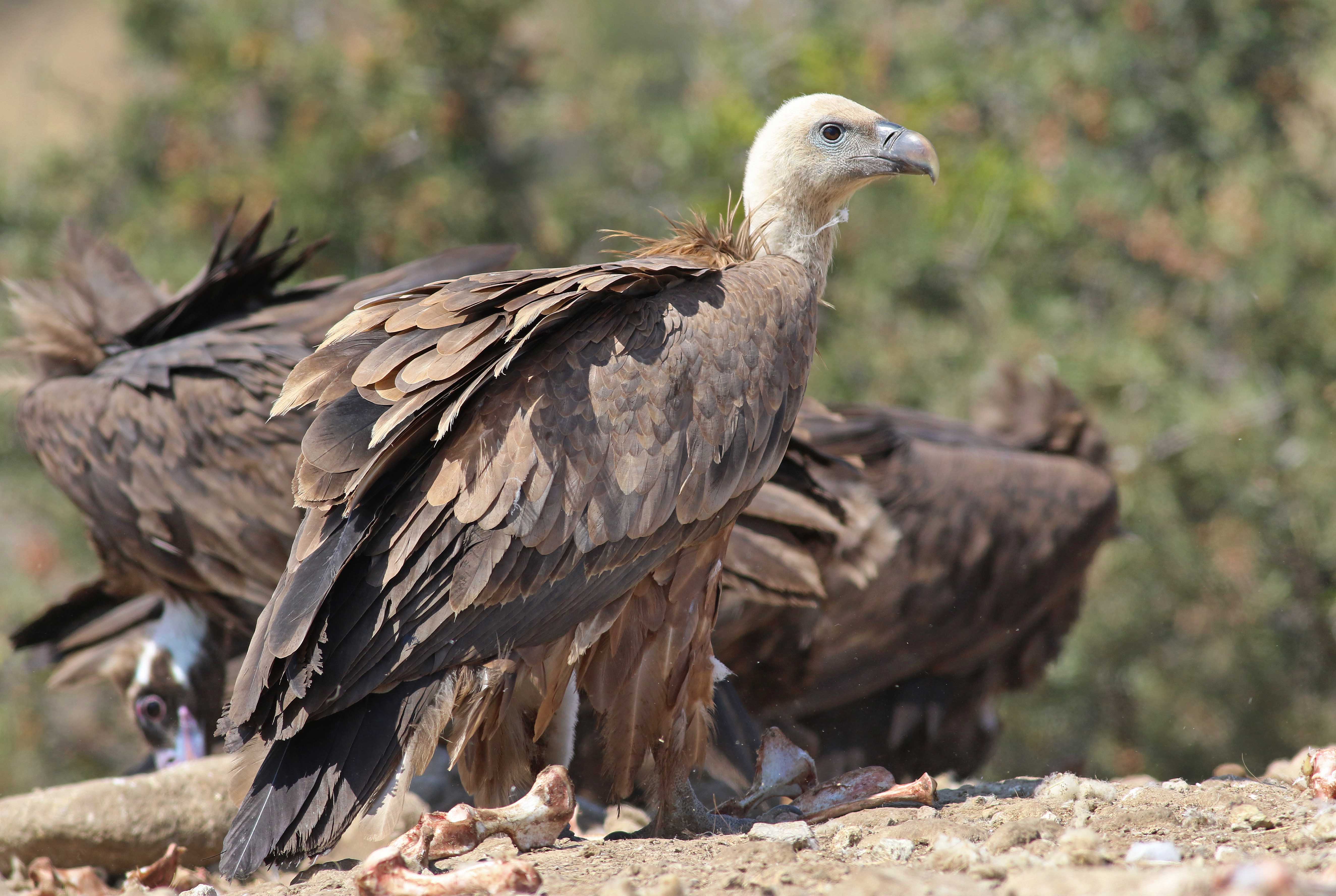 Eurasian Griffon